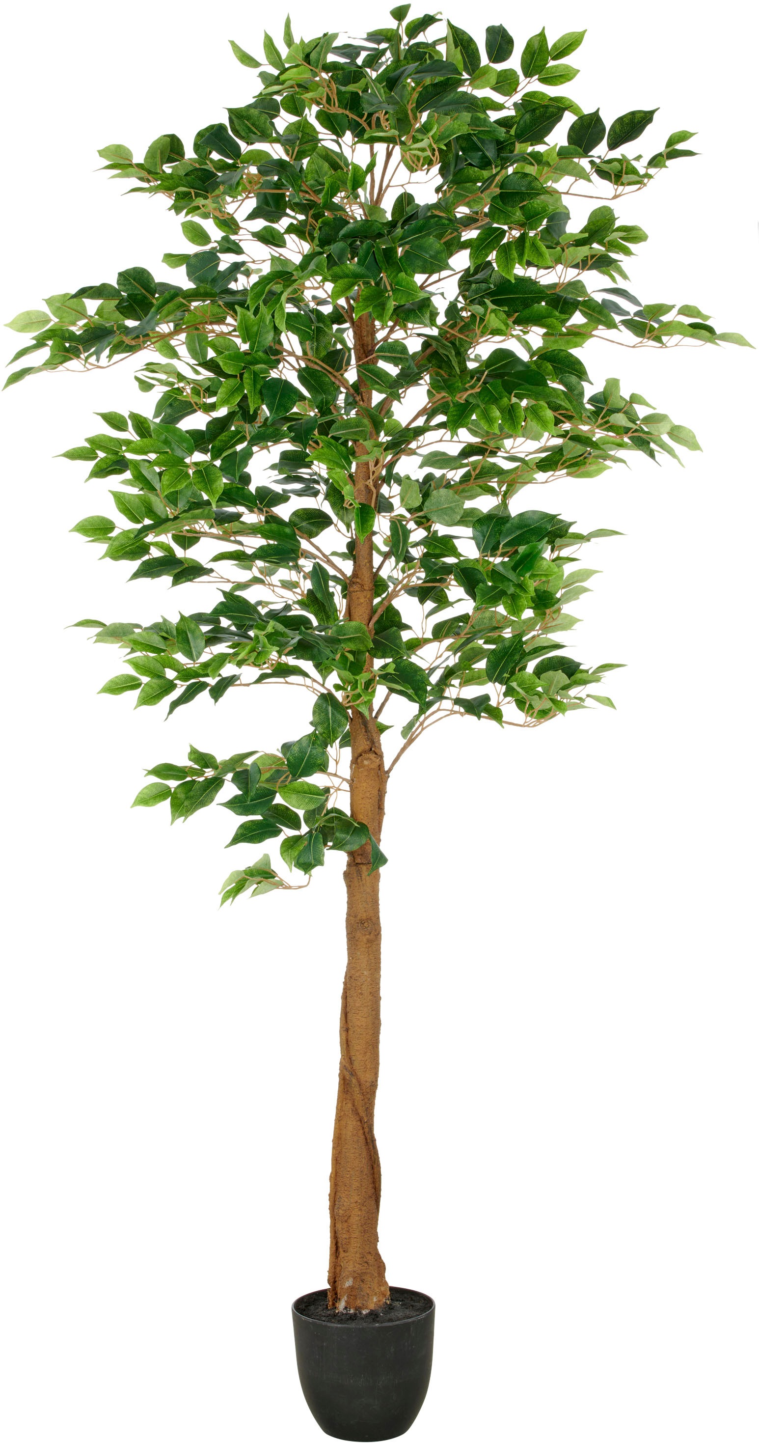 Creativ green Kunstbaum »Ficus Benjamina«, mit naturgetreuem Blattwerk und günstig online kaufen