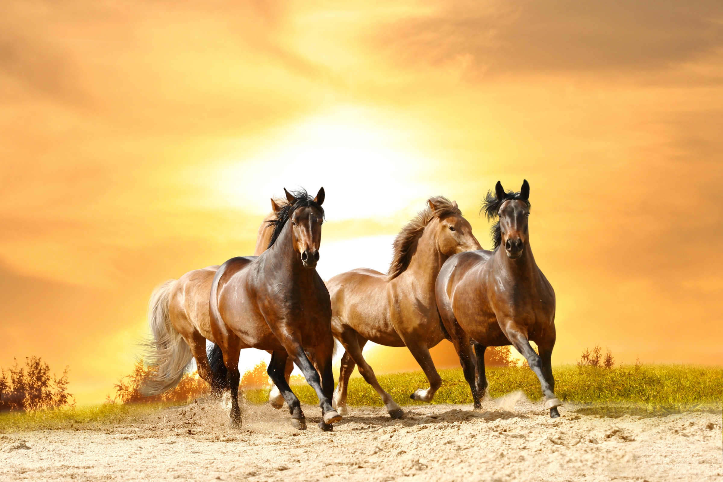 Papermoon Fototapete »Horses Run in Sunset« glatt günstig online kaufen