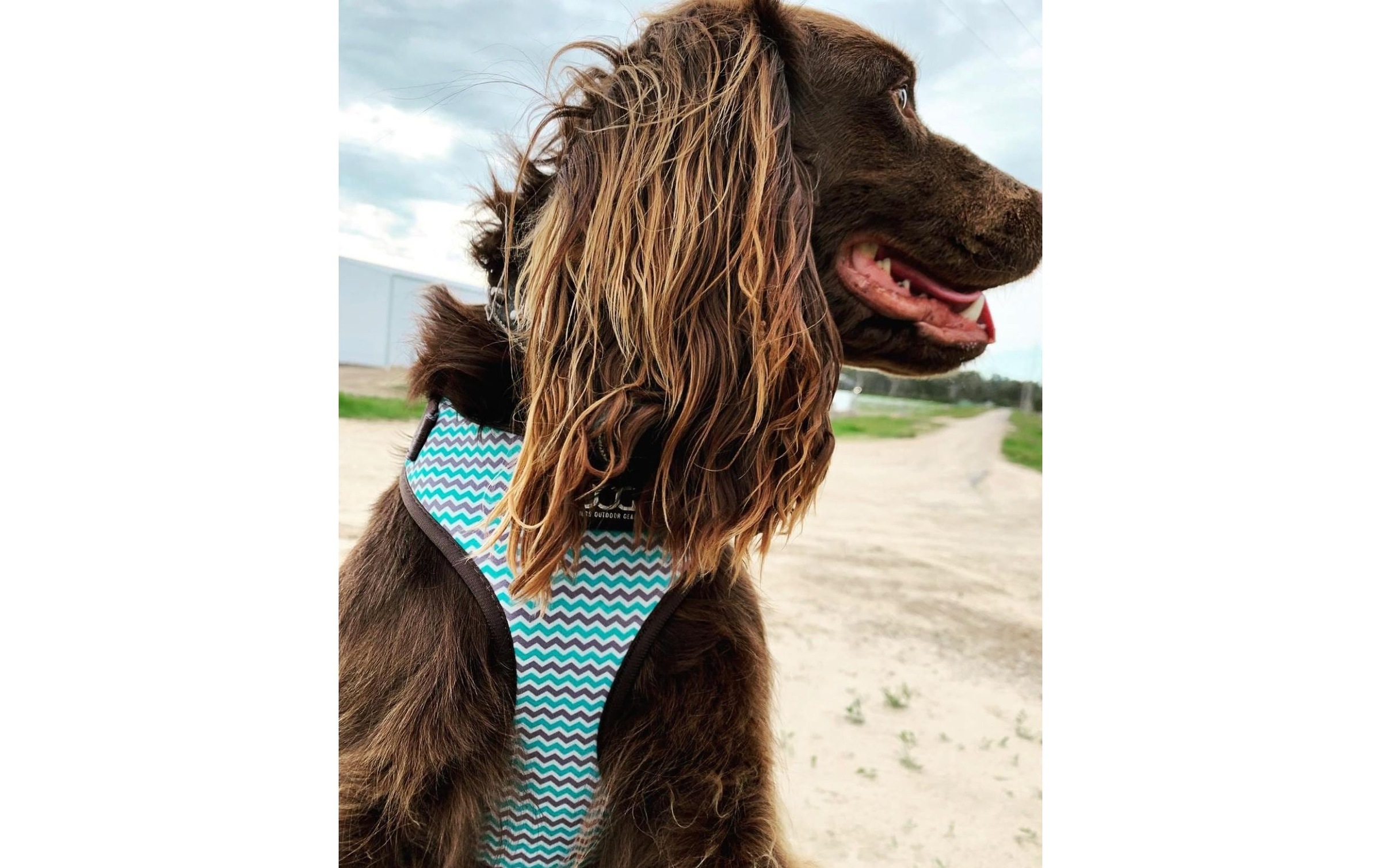 DOOG Hunde-Geschirr »Neoflex Benji L«