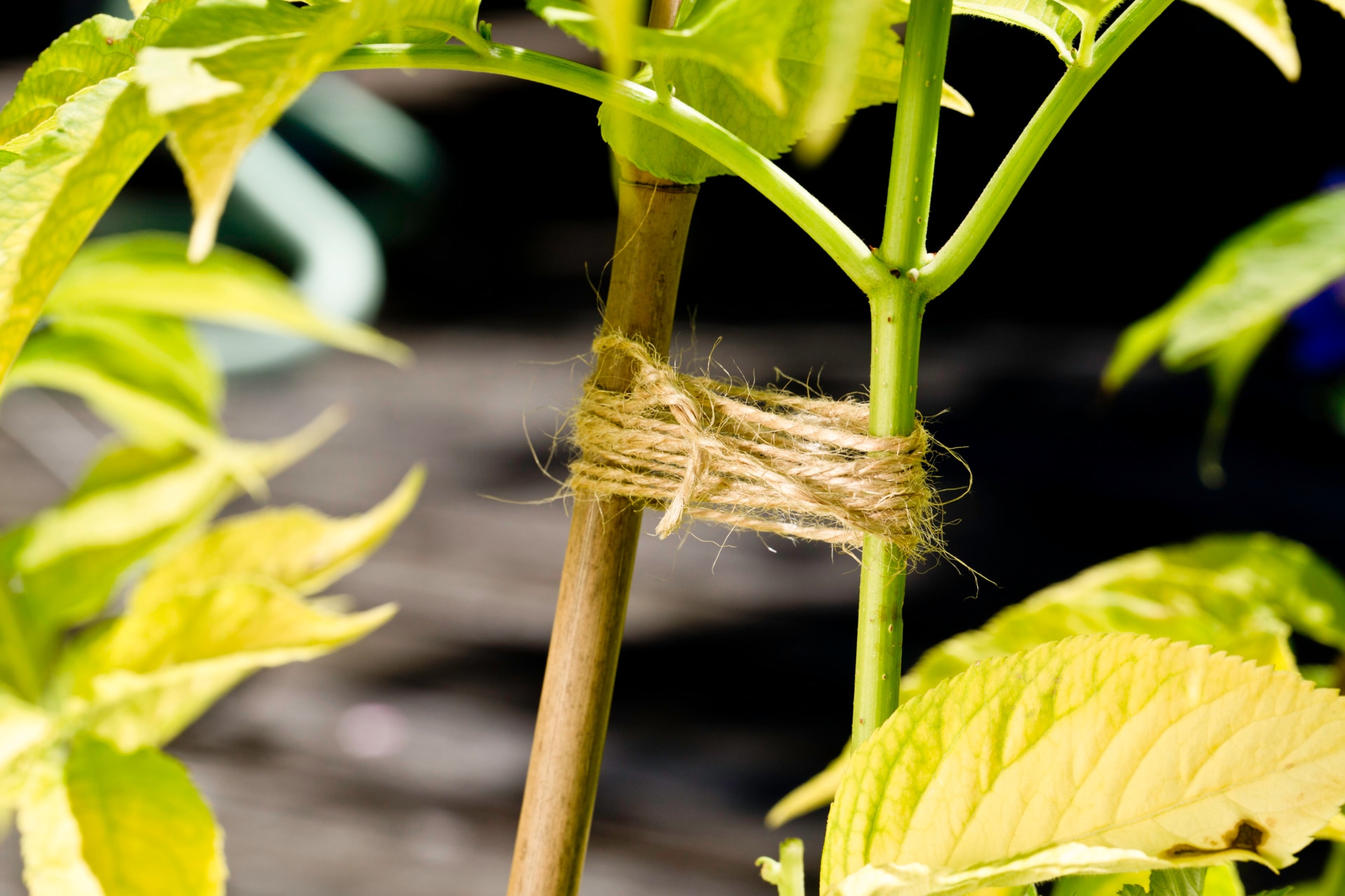 Windhager Pflanzschnur »Flachs Gartenschnur aus reinem Naturmaterial« 1 Stk. tlg. Jute-Schnur 80 m lang, Garn, natur