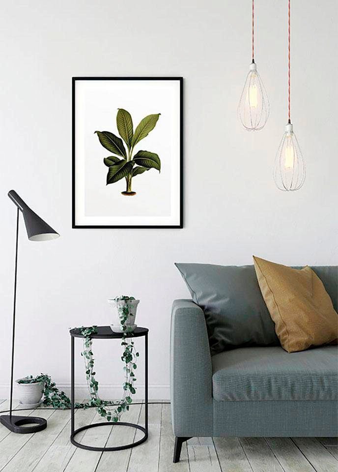 Komar Bild »Elastica Leaf« Blätter | Pflanzen 1 Stk. tlg. Wandbild zur Dekoration - ohne Rahmen