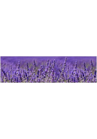 Lavendel auf Raten kaufen