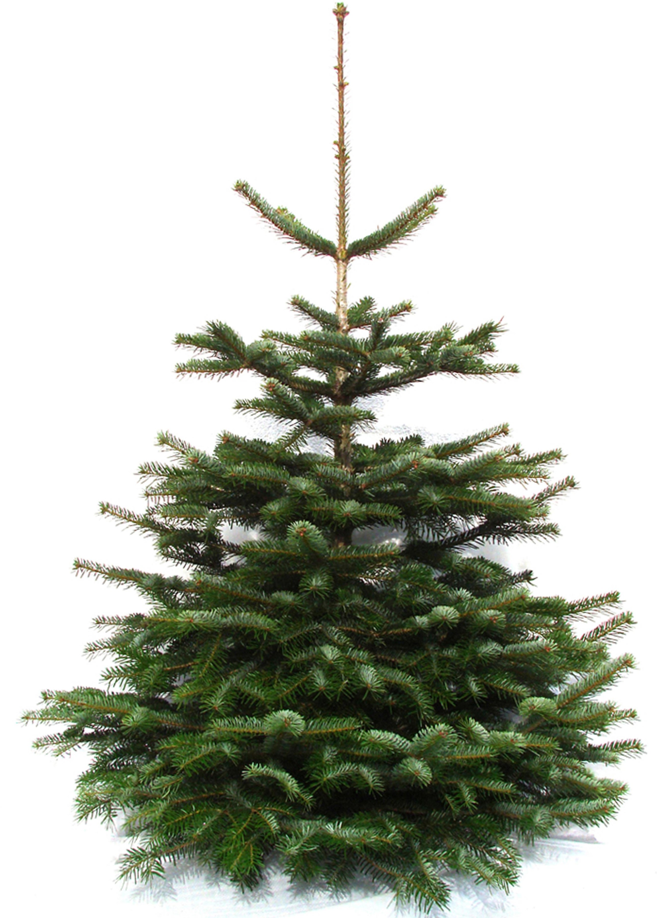 Weihnachtsbaumland Echter Weihnachtsbaum »Nordmanntanne, Premium, Baumschul-Qualität, in verschiedenen Größen«, Nordmanntanne, Stammdurchmesser: 10-12cm, frisch geschlagen, Weihnachtsdeko