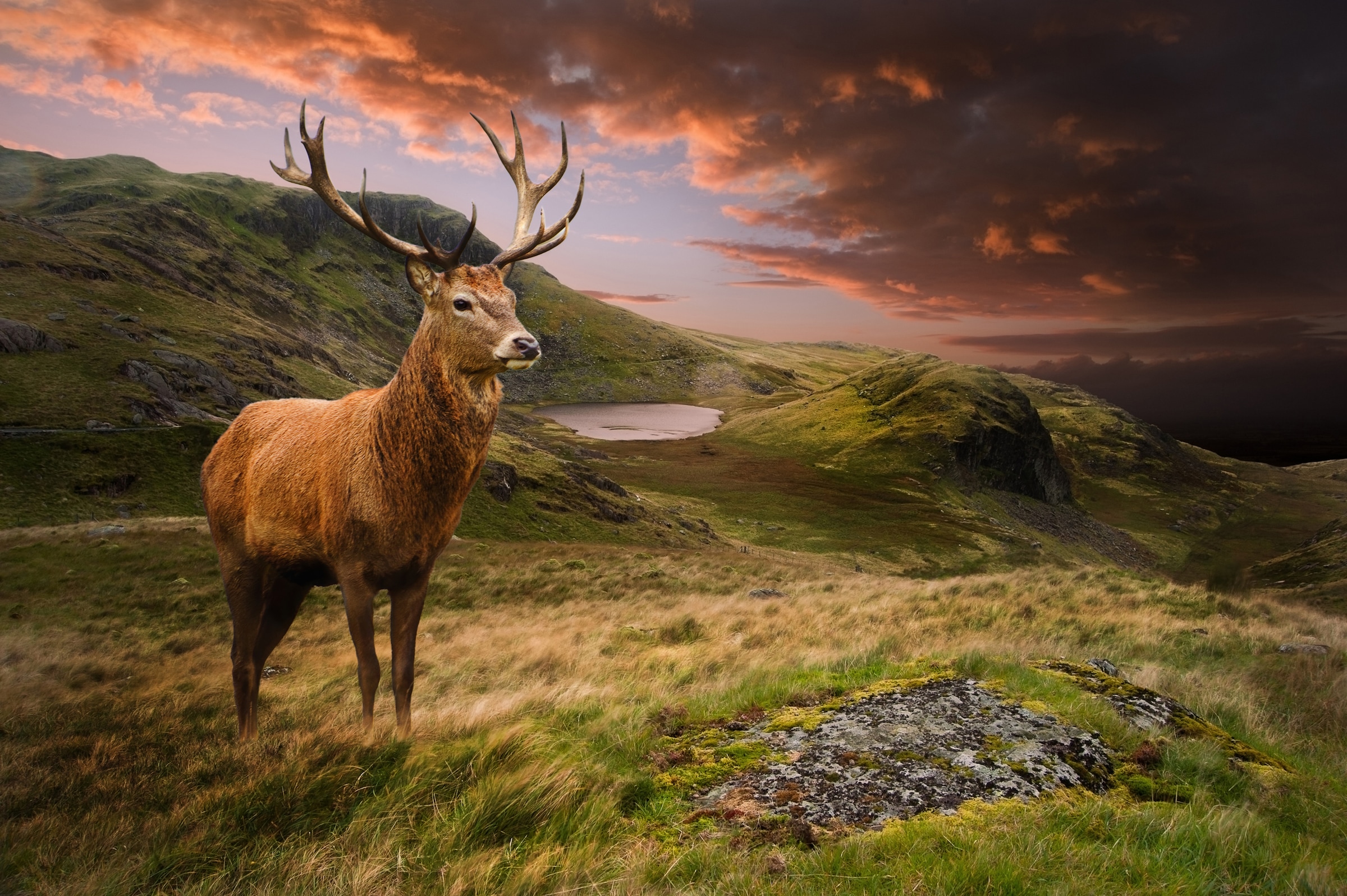 Papermoon Fototapete »Red Deer« günstig online kaufen