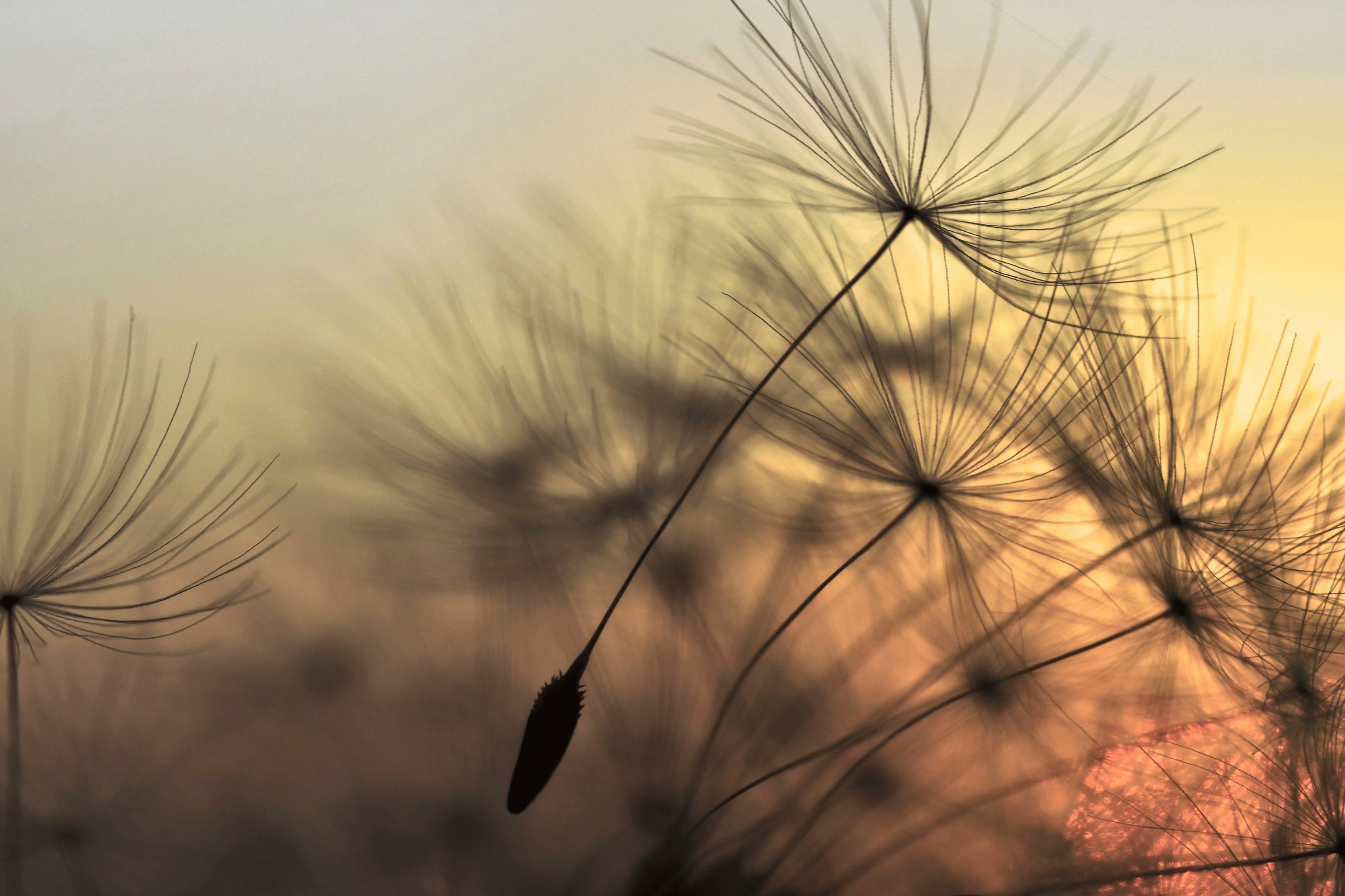 A.S. Création Leinwandbild »Flying Dandelion«, Keilrahmenbild