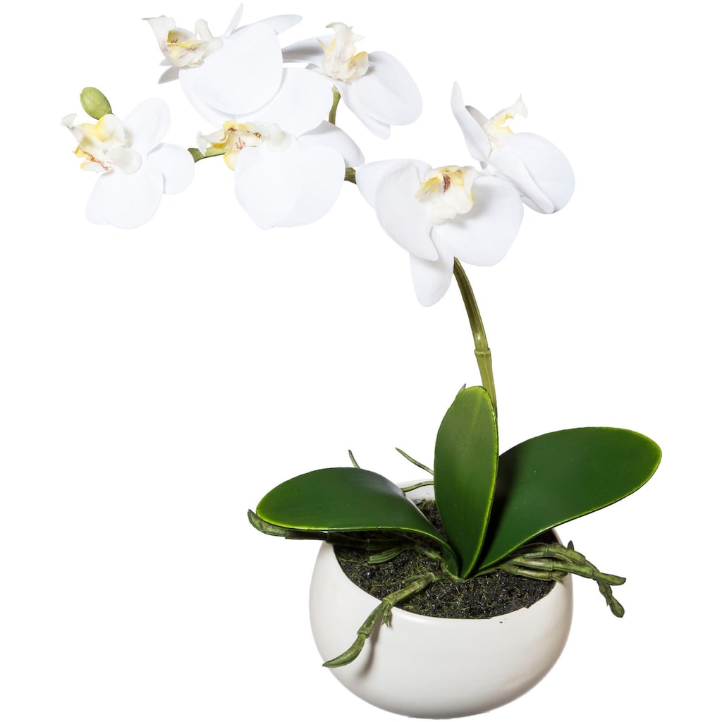 Creativ green Kunstorchidee »Phalaenopsis«