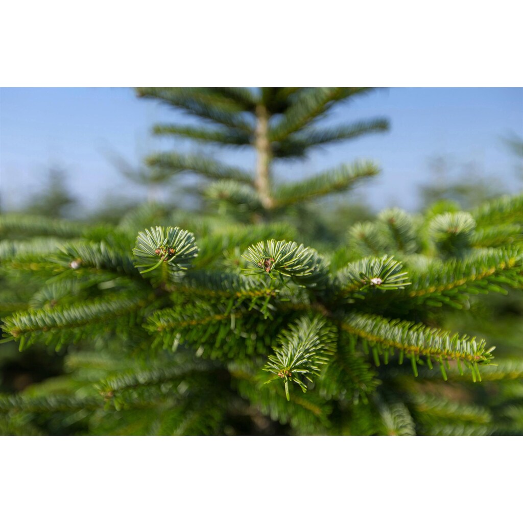 Weihnachtsbaumland Echter Weihnachtsbaum »Echte Nordmanntanne zum Einpflanzen, Weihnachtsdeko aussen«