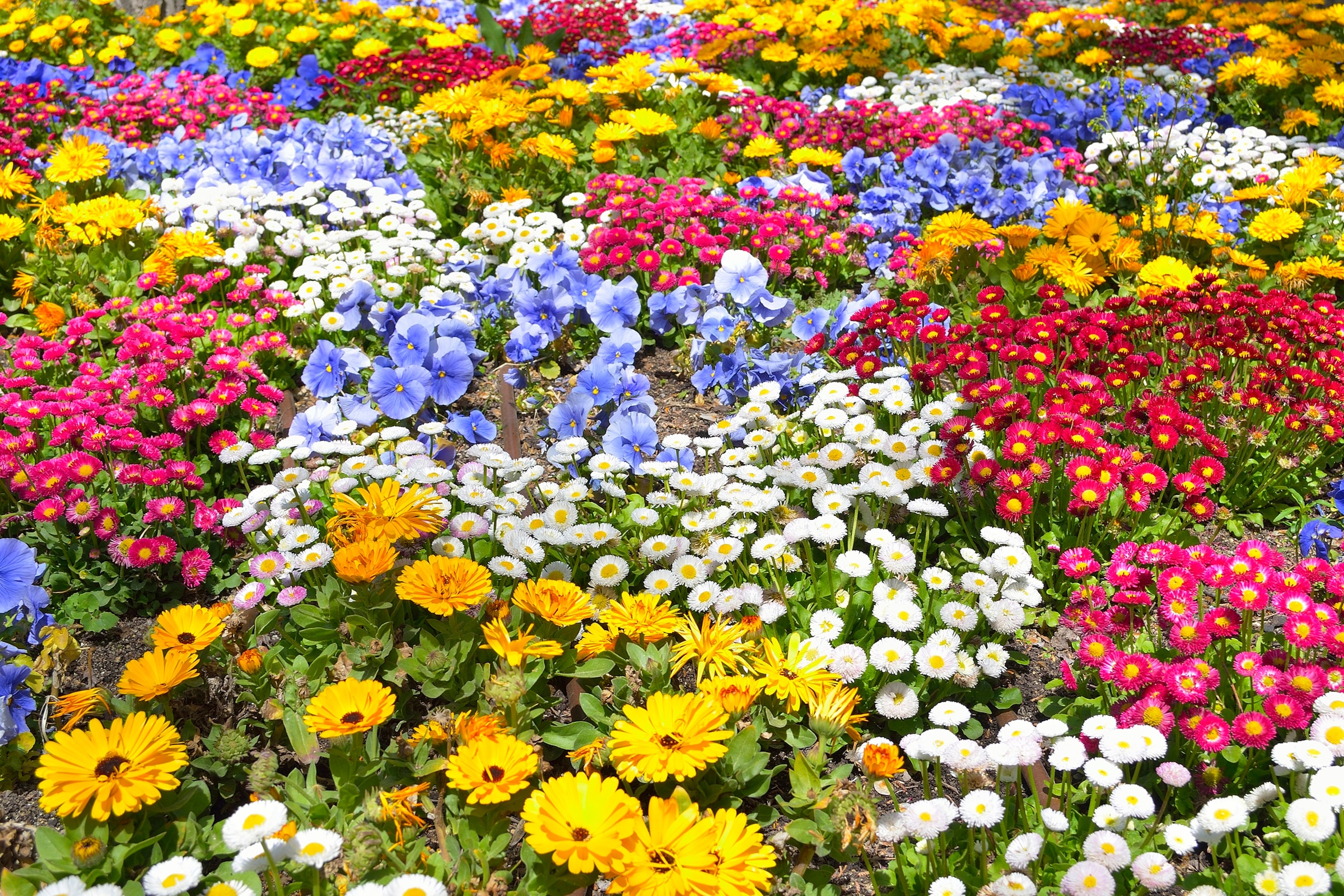 Papermoon Fototapete »BLUMEN-GARTEN-WIESE PFLANZE JASMIN BLÜTEN BUNT ORCHID günstig online kaufen