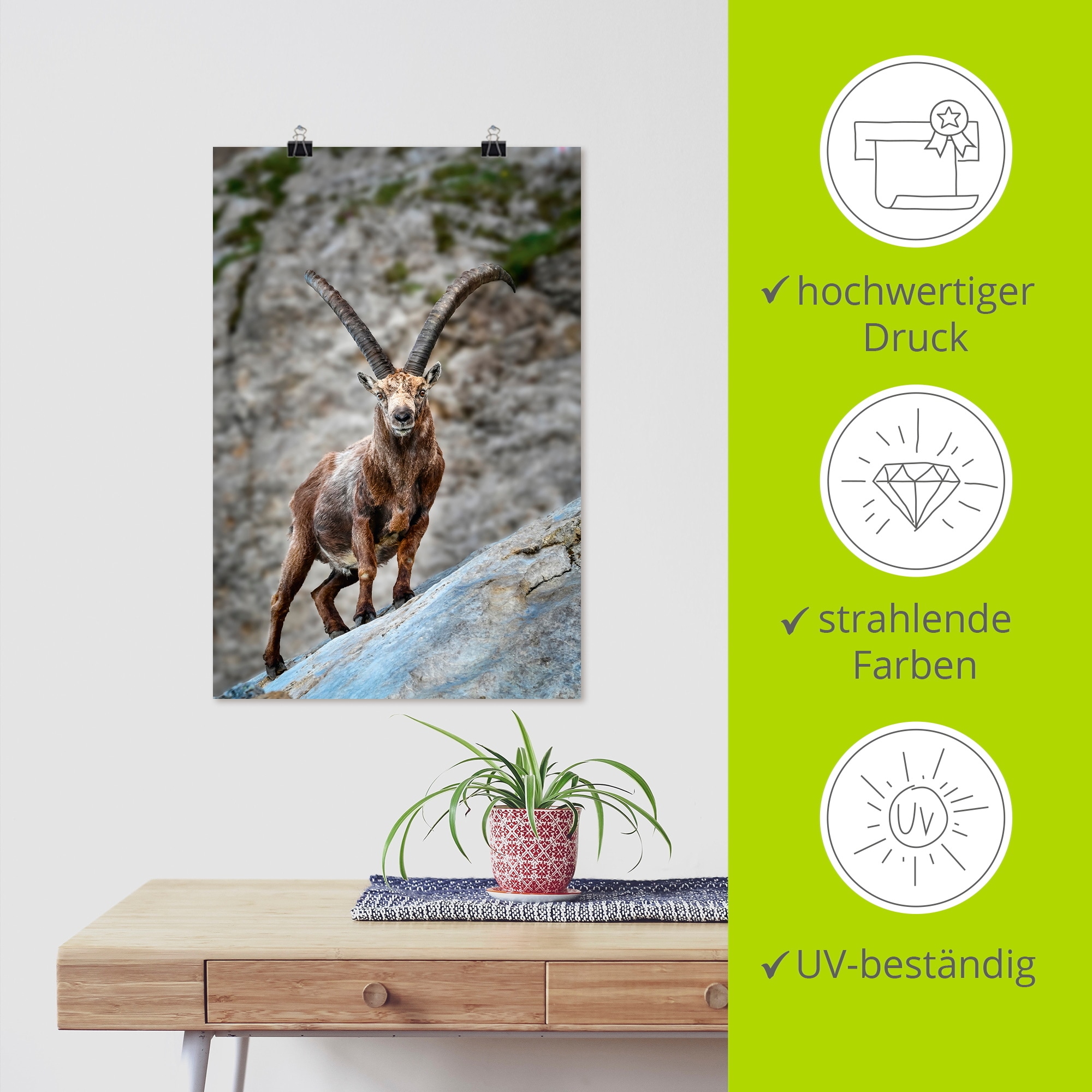 Artland Poster »Steinbock mit großen Hörnern«, Ziegen, (1 St.), als Alubild, Leinwandbild, Wandaufkleber oder Poster in versch. Größen