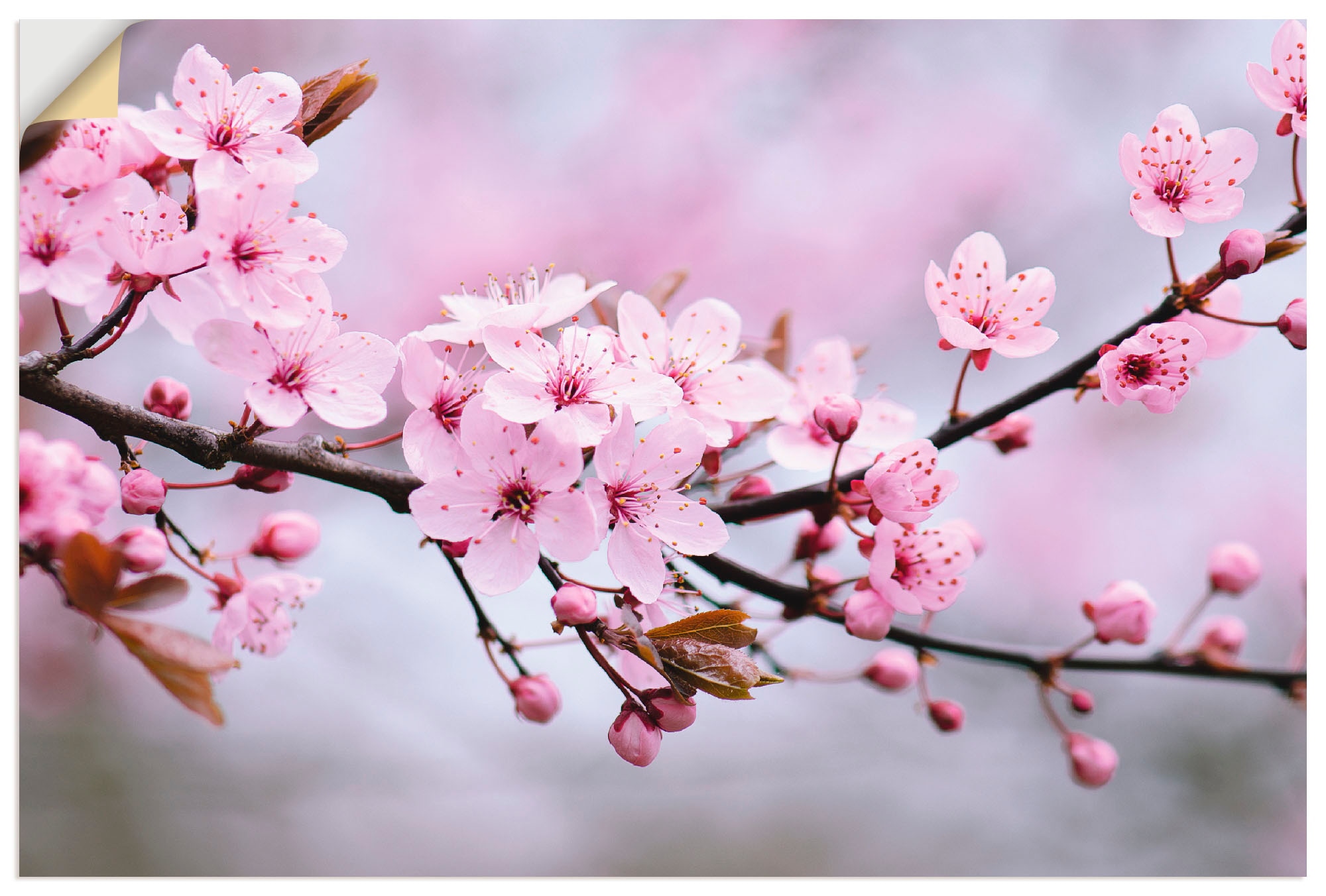 Artland Wandbild »Kirschblüten«, Größen Alubild, online kaufen in Leinwandbild, als oder Poster St.), Blumen, versch. (1 Wandaufkleber