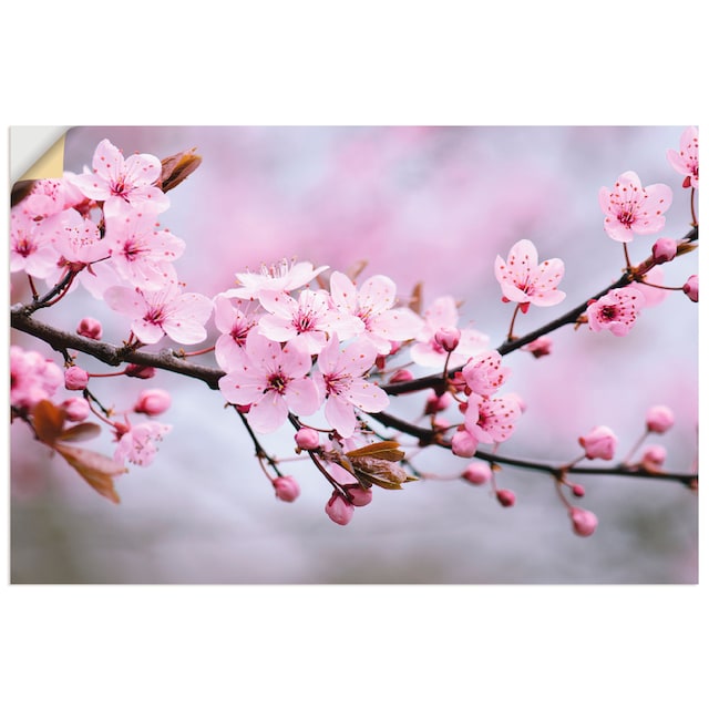 oder als »Kirschblüten«, Blumen, versch. Alubild, (1 kaufen Wandaufkleber Artland Größen St.), Wandbild Leinwandbild, in Poster online
