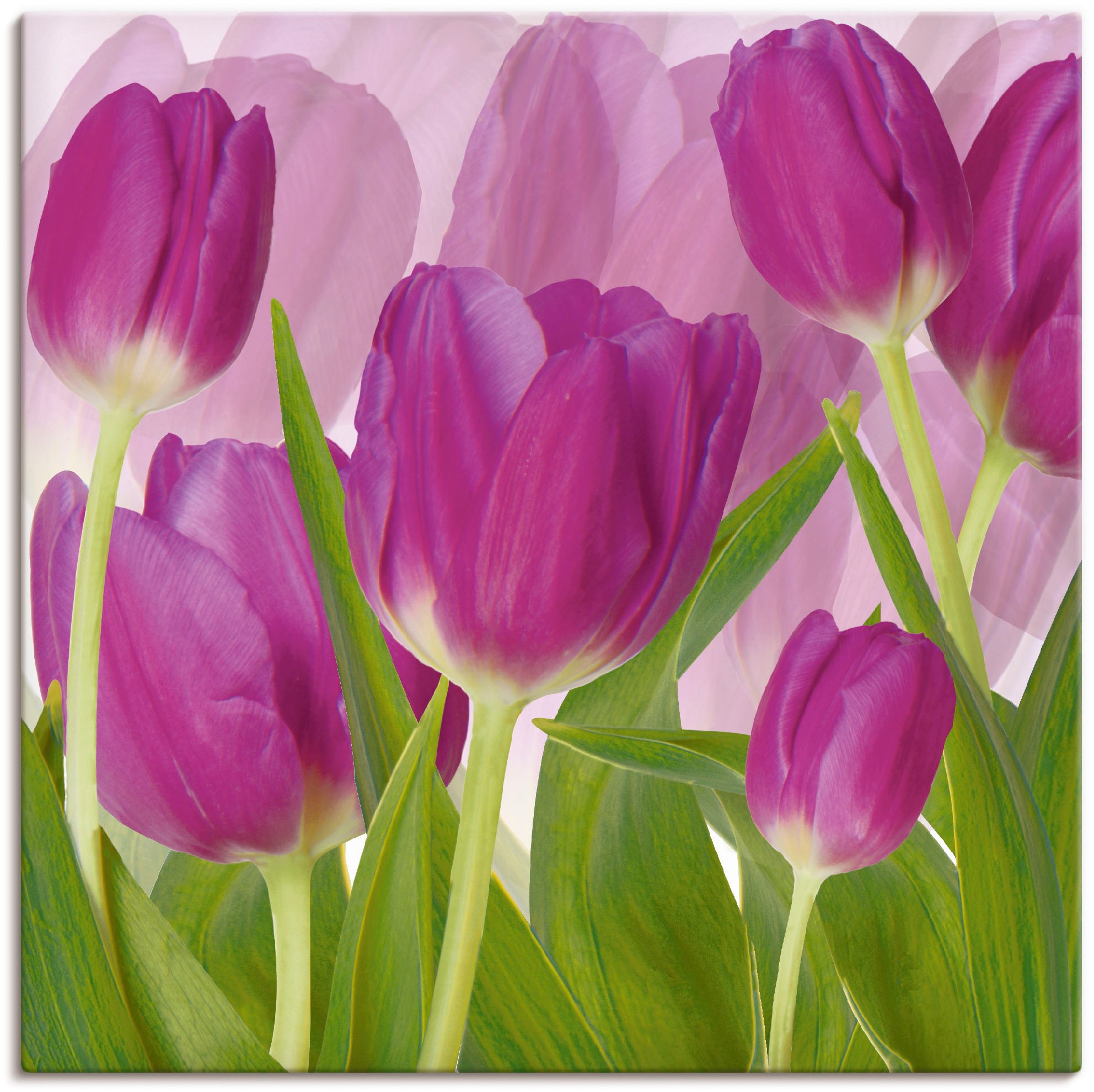 Artland Wandbild »Tulpenfeld lila« Blumen 1 Stk. tlg. als Alubild, Outdoorb günstig online kaufen