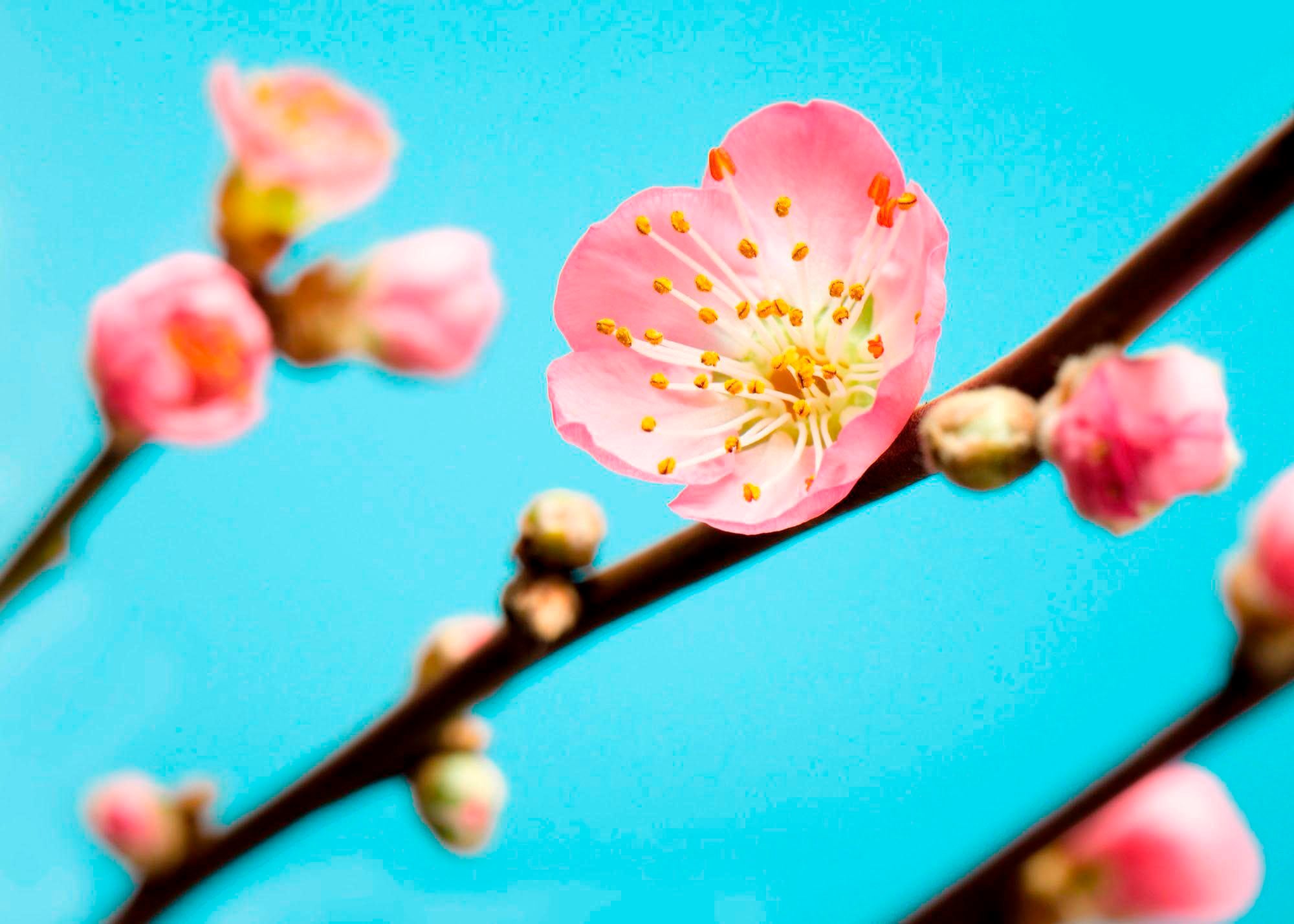 Komar Fototapete Peach Blossom B/L: ca. 350x250 cm günstig online kaufen