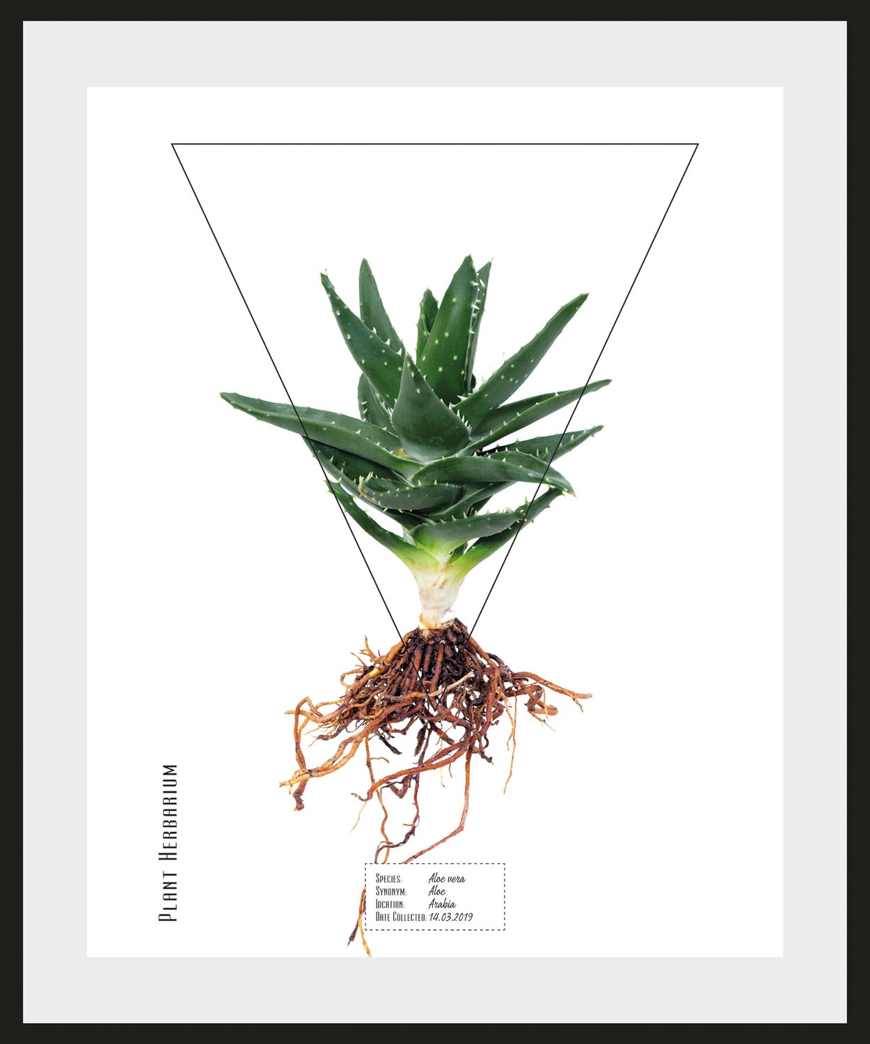 queence Bild »Aloe vera«, Pflanzen-Pflanzenbilder-Schriftzug, (1 St.), HD P günstig online kaufen