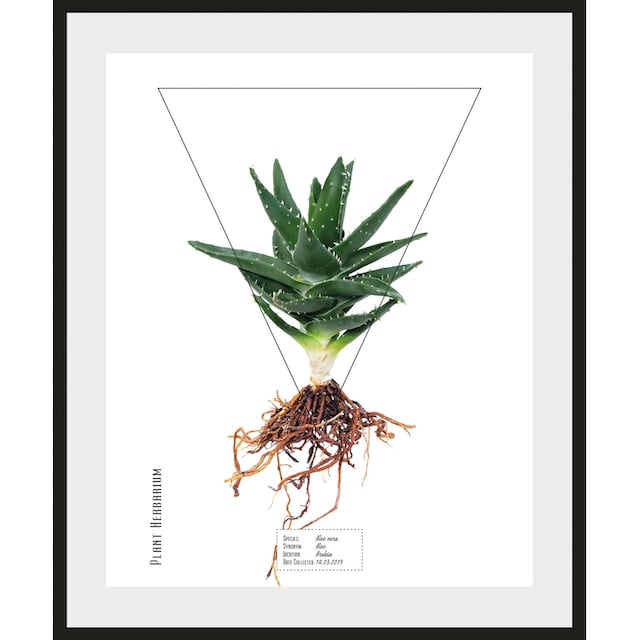 queence Bild »Aloe vera«, (1 St.) auf Rechnung bestellen