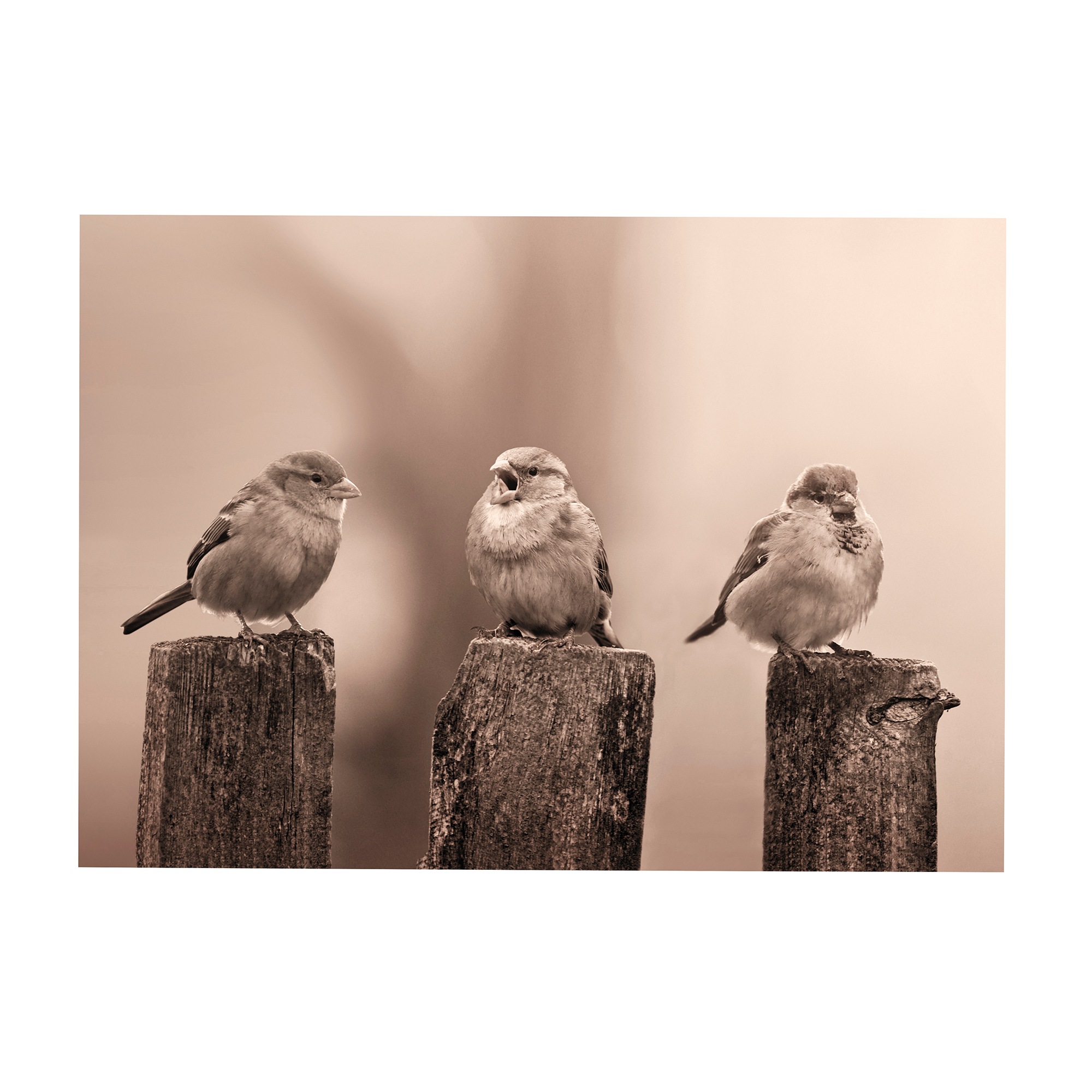 Art for the home Leinwandbild »Outdoor Vogel 50x70cm«, Romantisch-Strand, (1 St.), Leinwand für draußen- Early Birds - Sepia - 50x70cm
