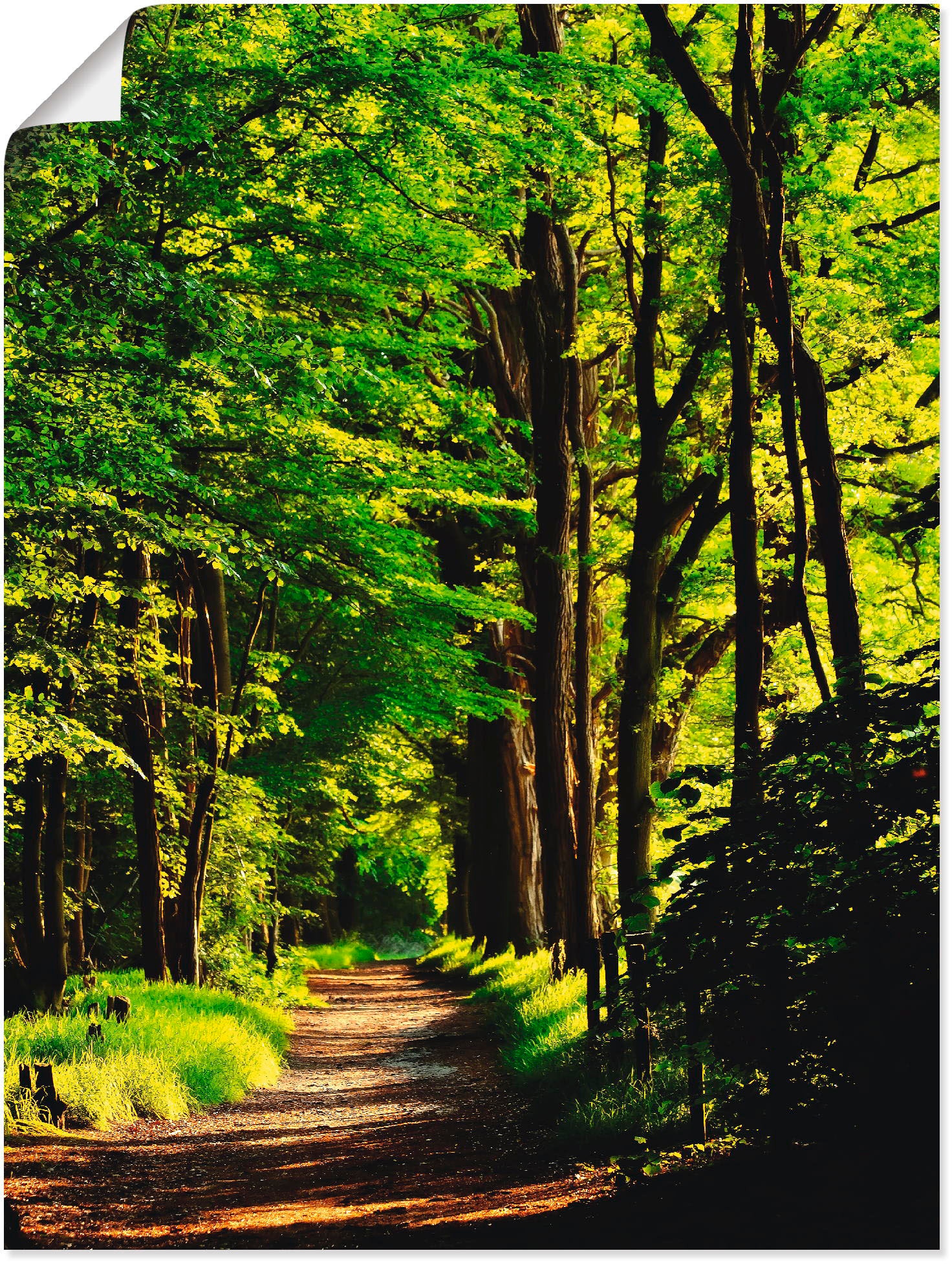 Artland Wandbild »Weg im Wald« Wald 1 Stk. tlg. als Alubild, Outdoorbild, L günstig online kaufen