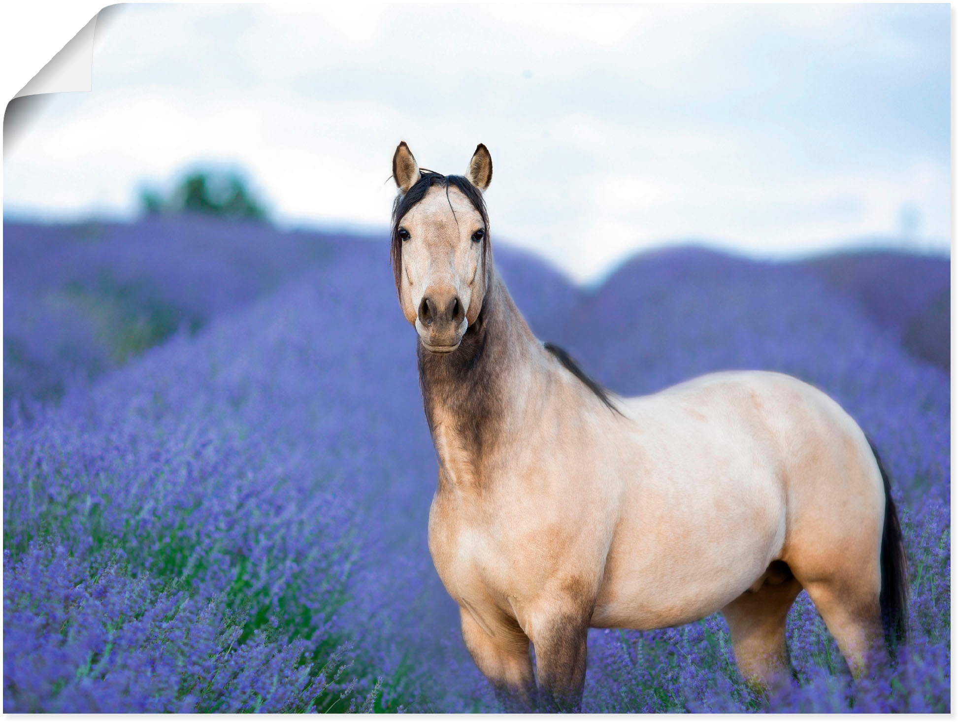 Artland Wandbild »Pferd und Blumen III«, Haustiere, (1 St.), als Leinwandbi günstig online kaufen