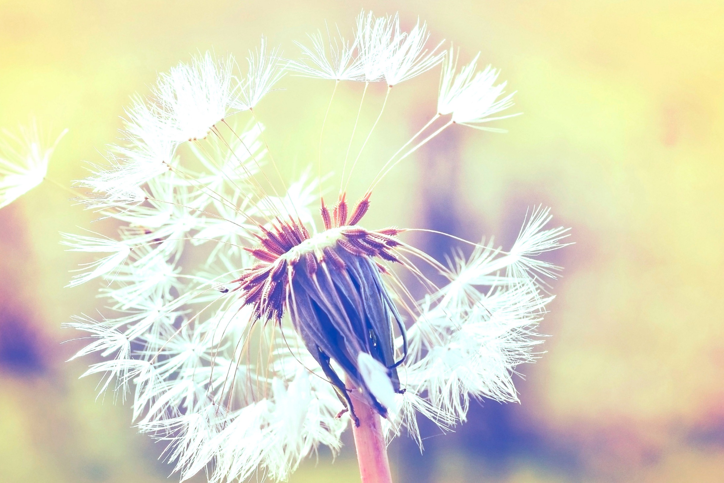 A.S. Création Leinwandbild »Dandelion«, Kunst-Gemälde-Kinder, (1 St.), Pusteblume Keilrahmen Leinwand-Bild Wohnzimmer modern Wandbild Kinder