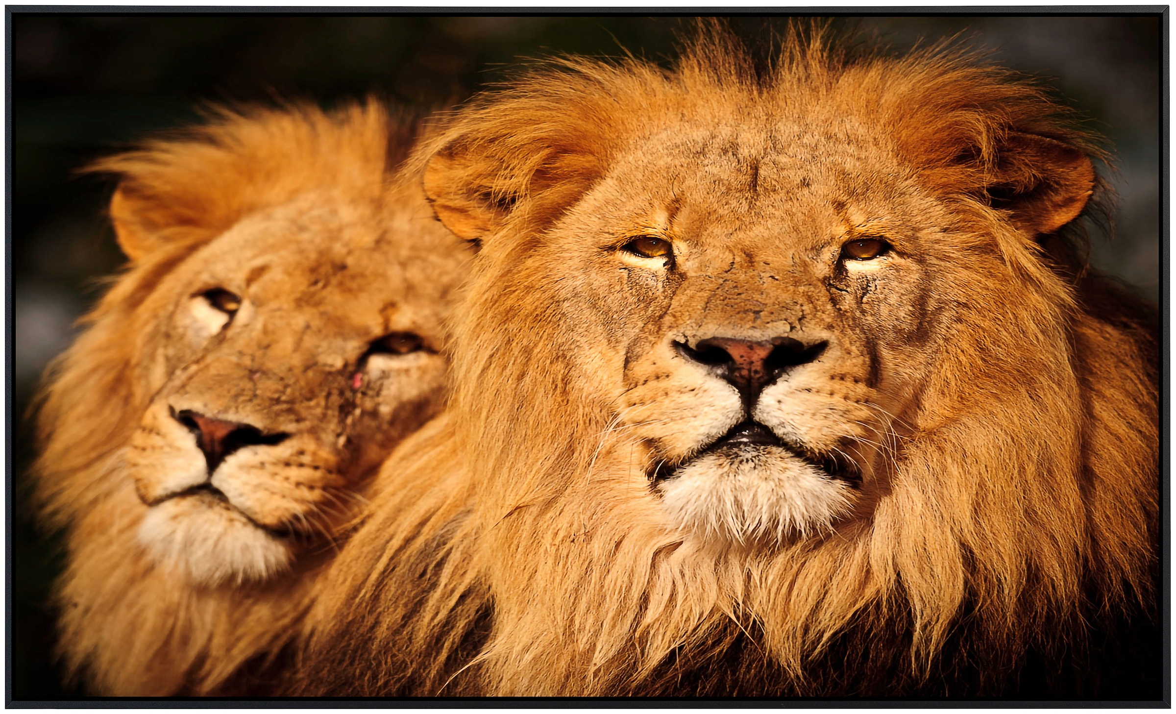 Papermoon Infrarotheizung »Männliche Löwen«, sehr angenehme Strahlungswärme günstig online kaufen