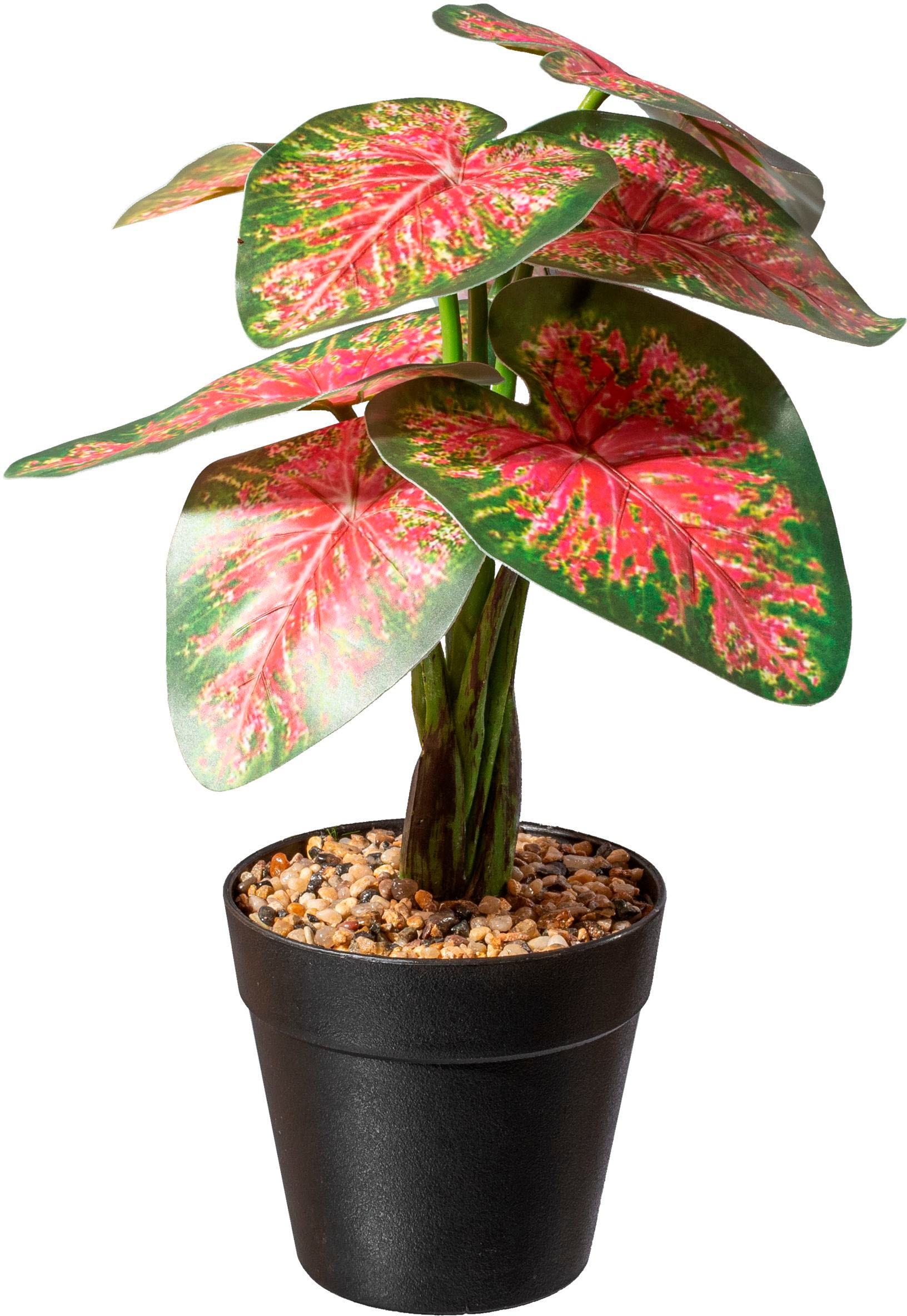 Creativ green Künstliche Zimmerpflanze »Caladium Pflanze«