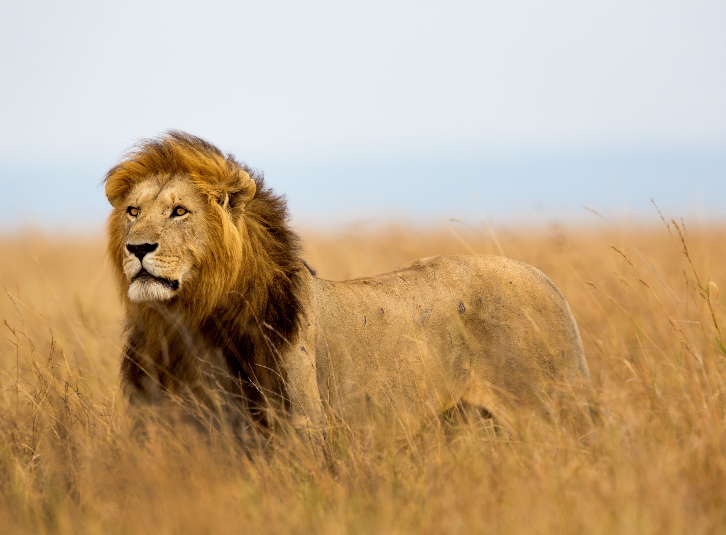 Papermoon Fototapete »Lion in Masai Mara Kenya« glatt günstig online kaufen