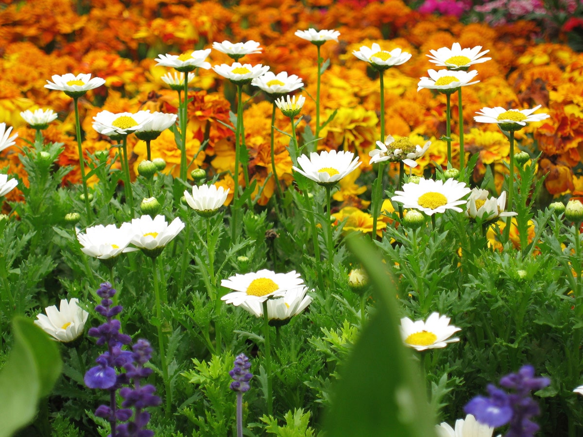 Papermoon Fototapete »Blumenwiese« günstig online kaufen