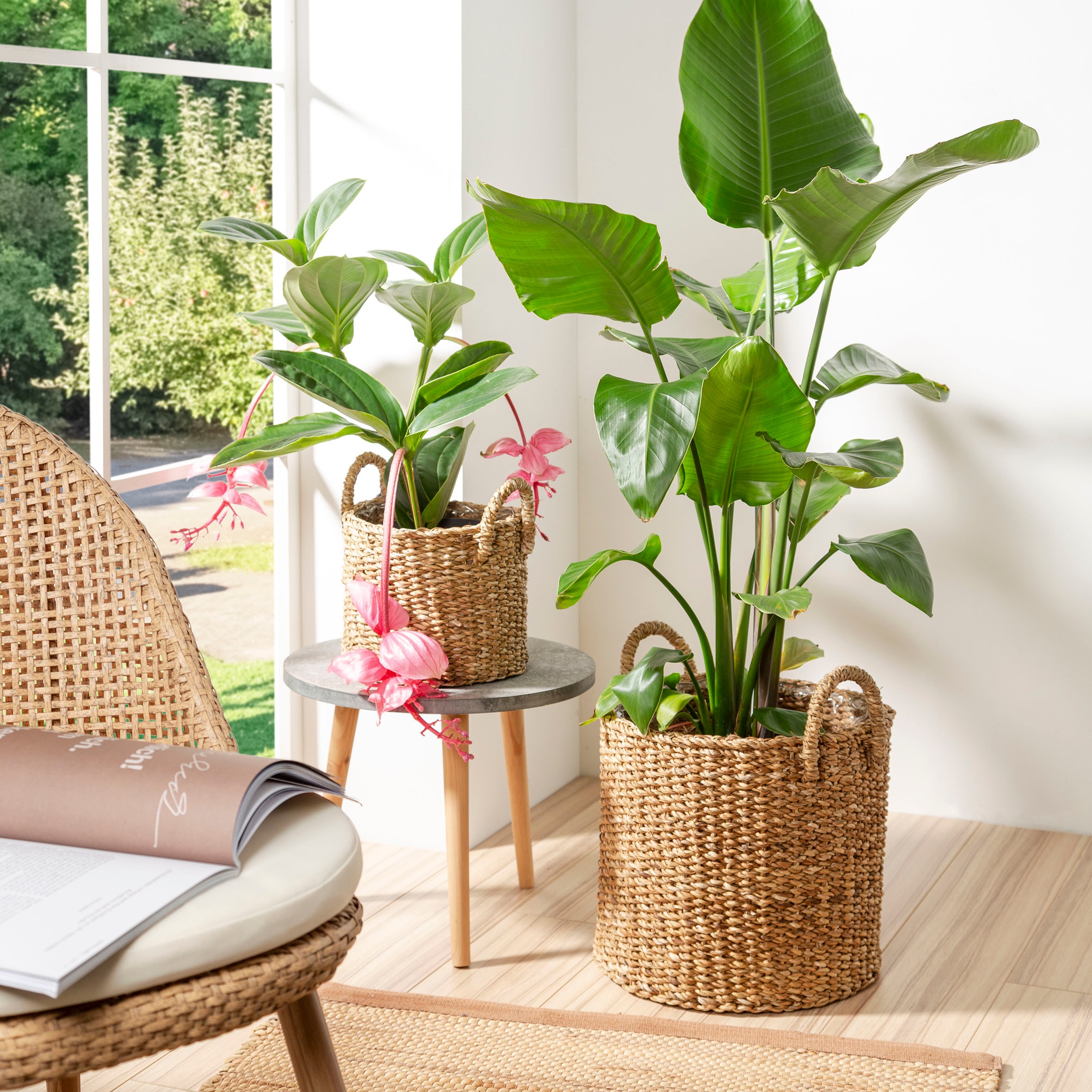 Scheurich Blumentopf »nut 37/516«