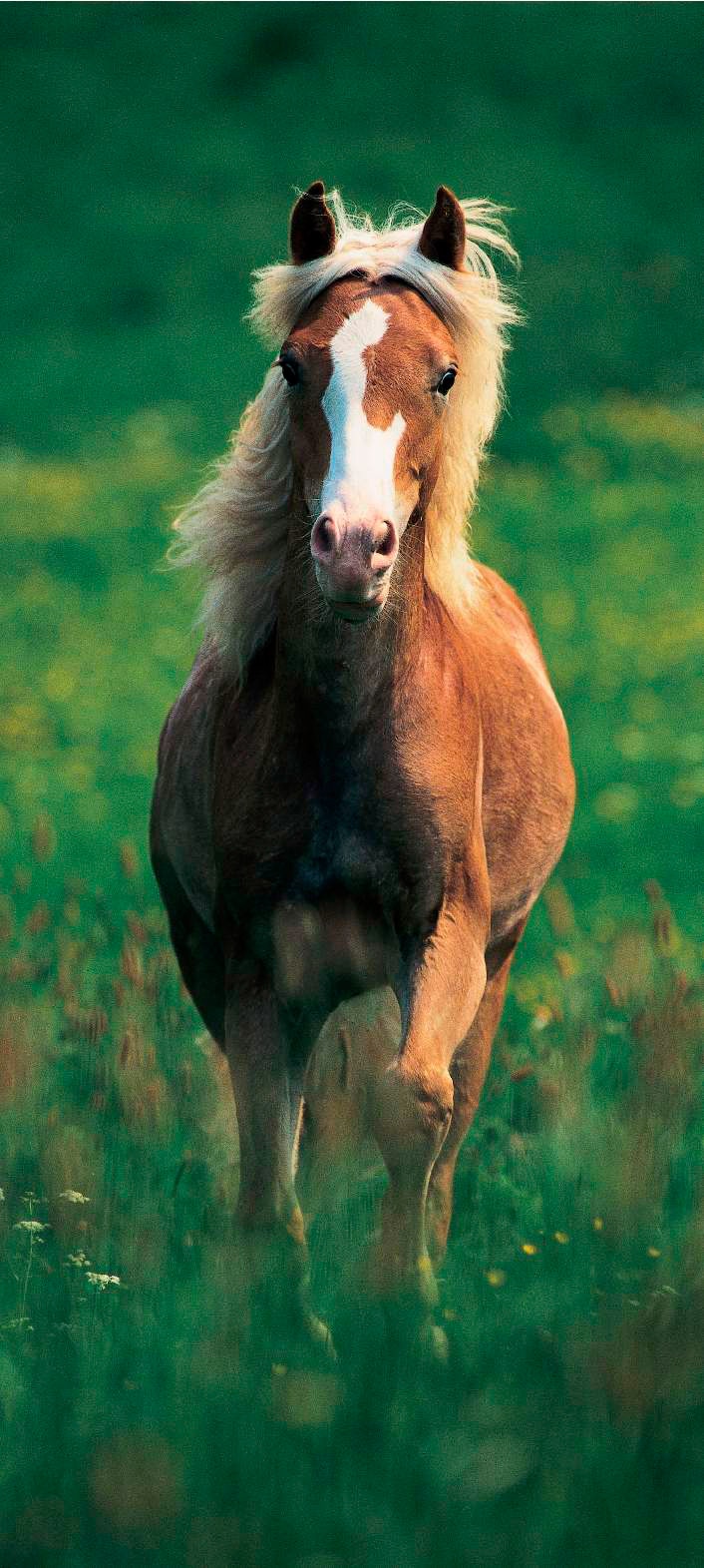 Papermoon Fototapete »Haflinger Horse - Türtapete«, matt günstig online kaufen