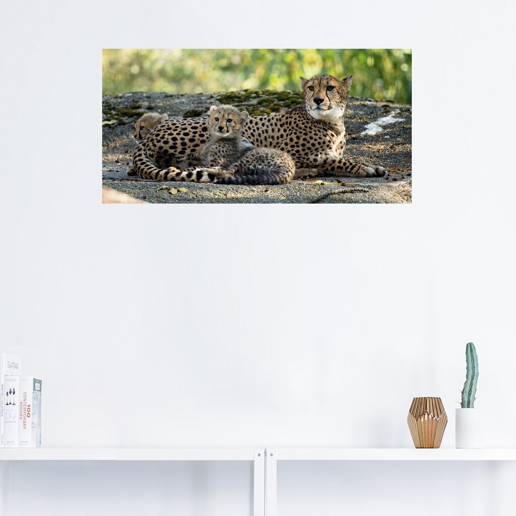 Artland Wandbild »Gepard 2«, Wildtiere, (1 St.)