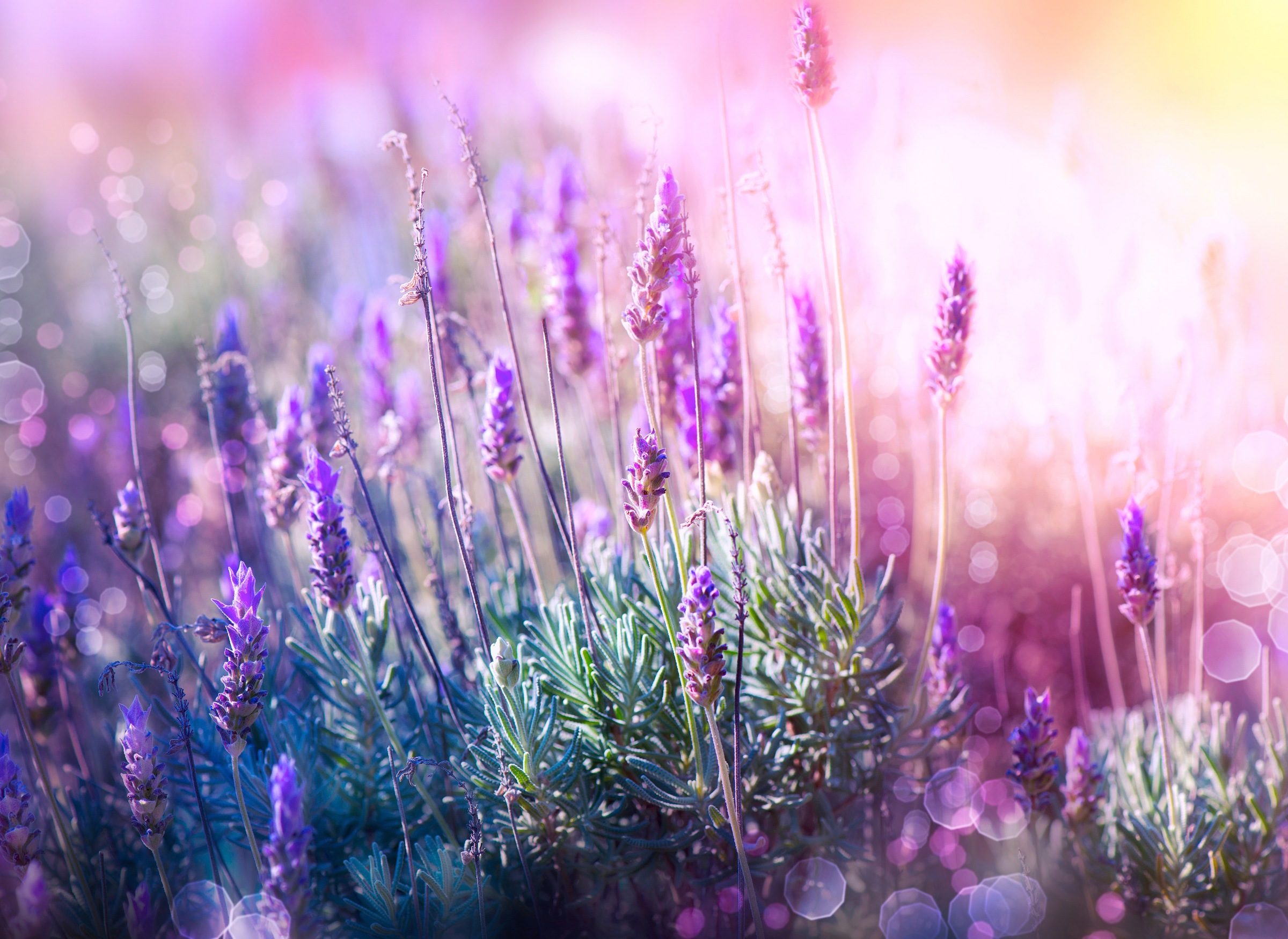 Papermoon Fototapete »Lavender Field« glatt günstig online kaufen