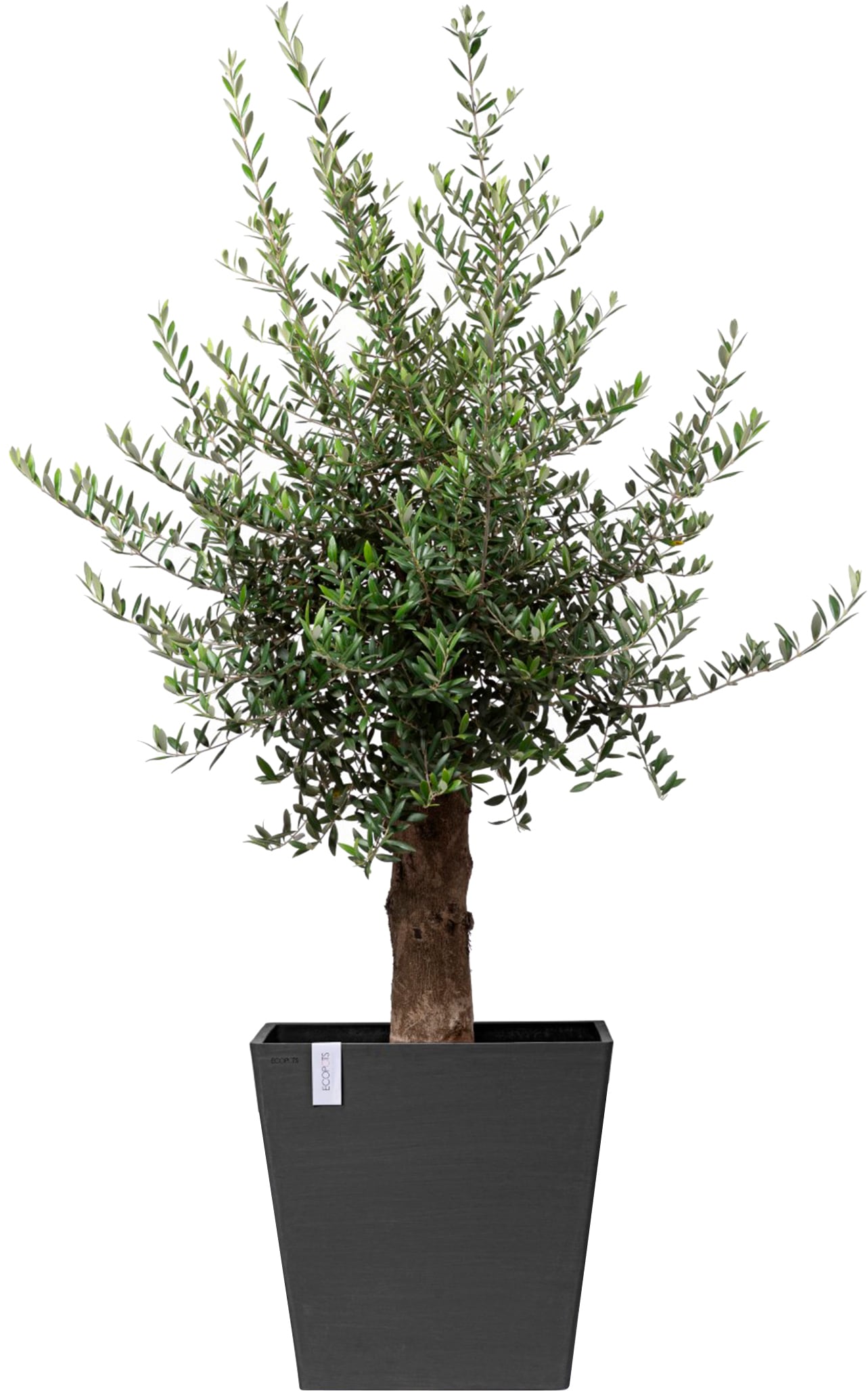 ECOPOTS Blumentopf »Rotterdam mit Rollen 50 Dunkelgrau«, für innen und außen: frostsicher, bruchsicher und lichtbeständig
