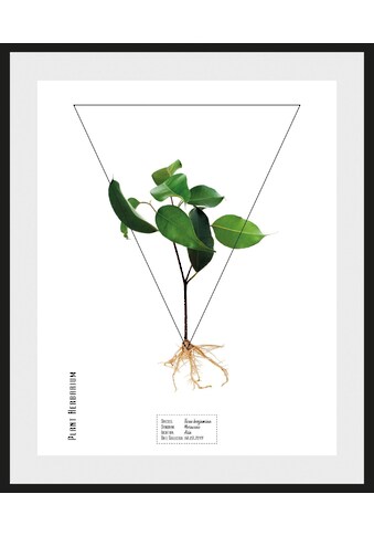 andas Bild »Pflanze Ficus benjamina«, mit Rahmen kaufen