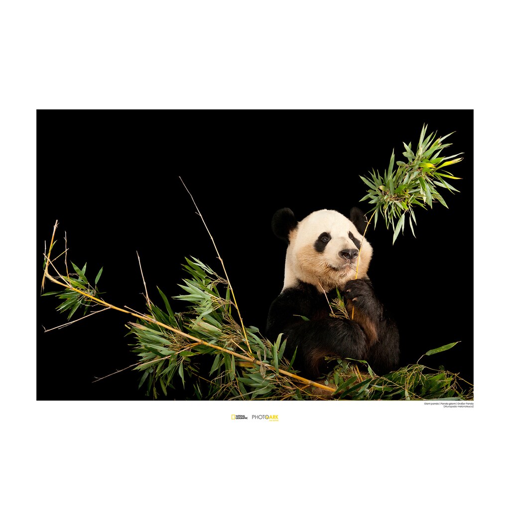 Komar Poster »Giant Panda«, Tiere