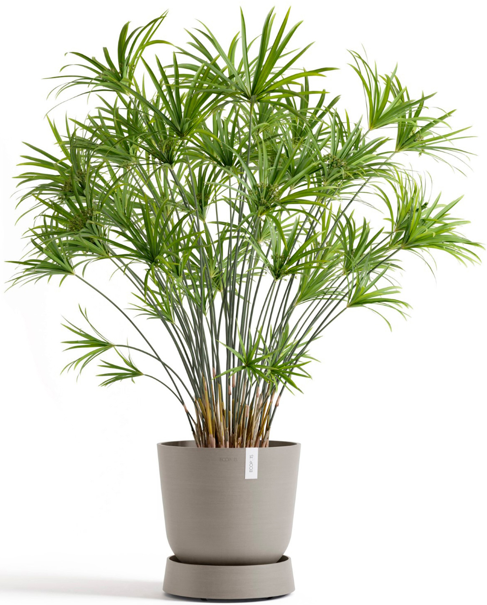 ECOPOTS Topfuntersetzer »mit Rollen Oslo 35 Taupe«, für innen und außen: frostsicher, bruchsicher und lichtbeständig