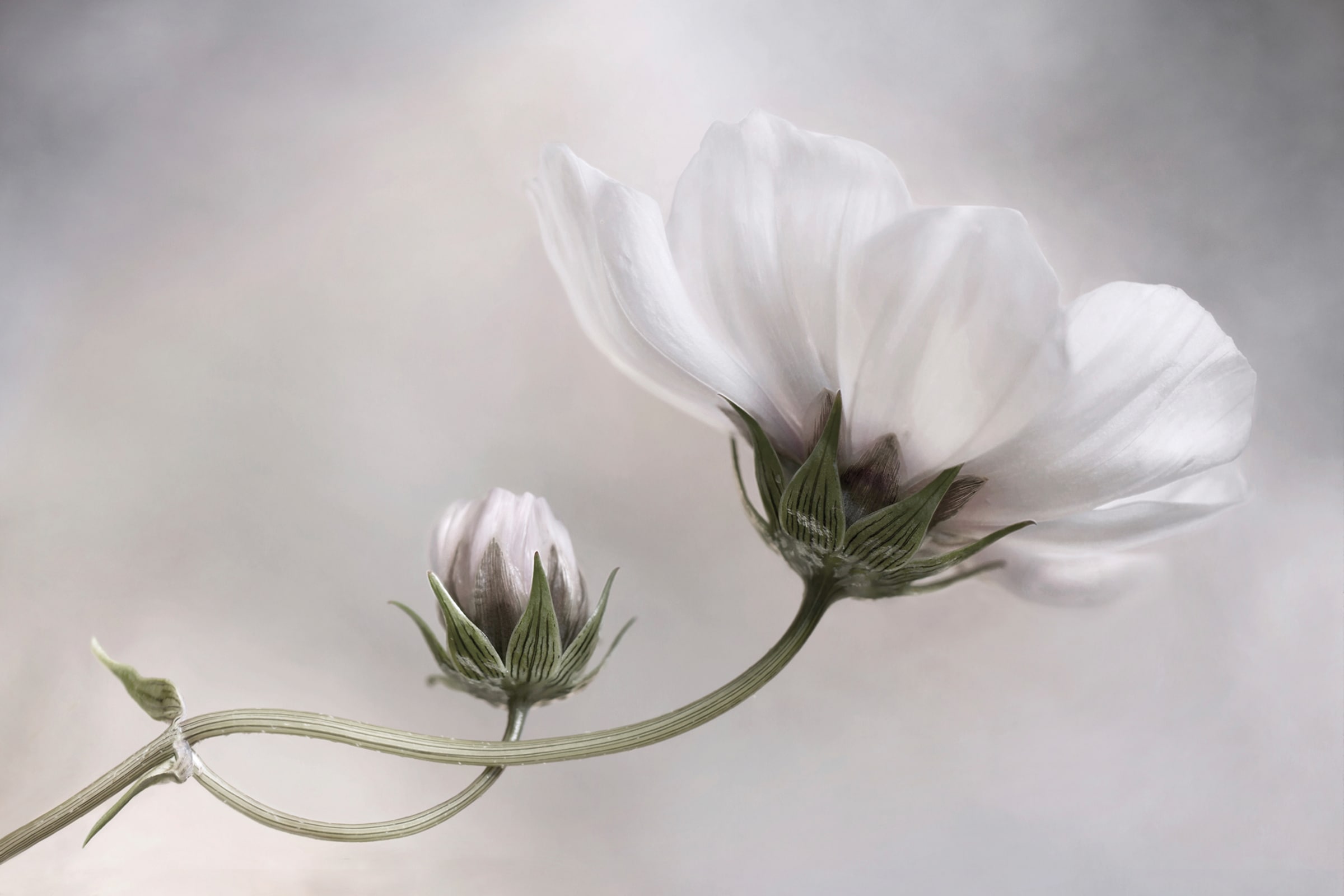 Fototapete »Photo-Art MANDY DISHER, EINFACH KOSMOS«