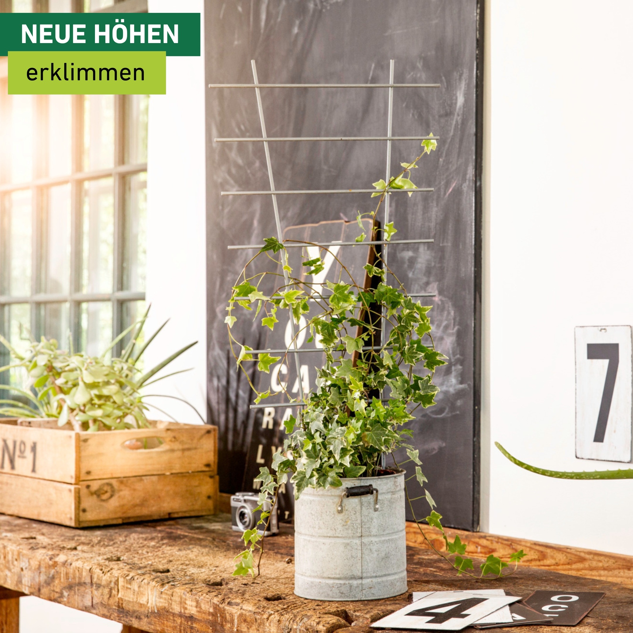 Windhager Rankgitter »für hochwachsende Topfpflanzen, Blumenstütze aus Metall« Gitterspalier erhältlich in 44 x 24 cm oder 77 x 34 cm, silber