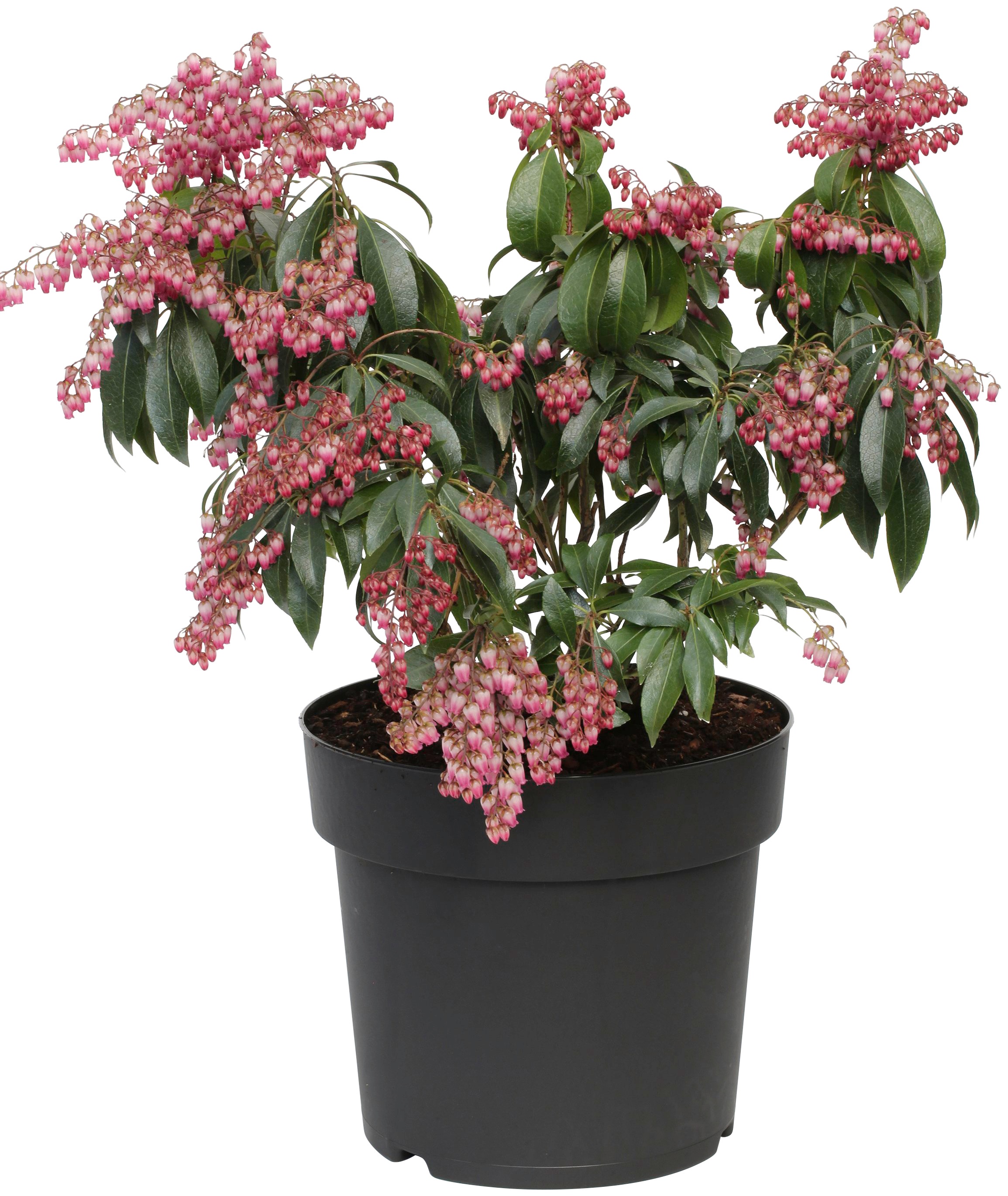 BCM Gehölze »Lavendelheide 'Little Frosty'«, (1 St.), Höhe: 20-25 cm, 1 Pflanze kaufen