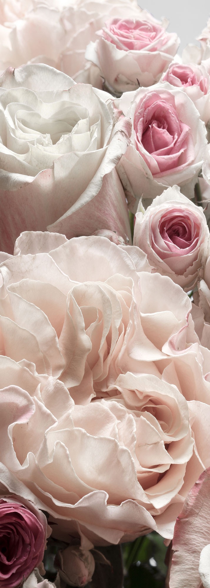 Komar Fototapete »Digitaldruck Vlies Fototapete - Englische Rosen - Größe 100 x 280 cm« Motiv | bedruckt glatt