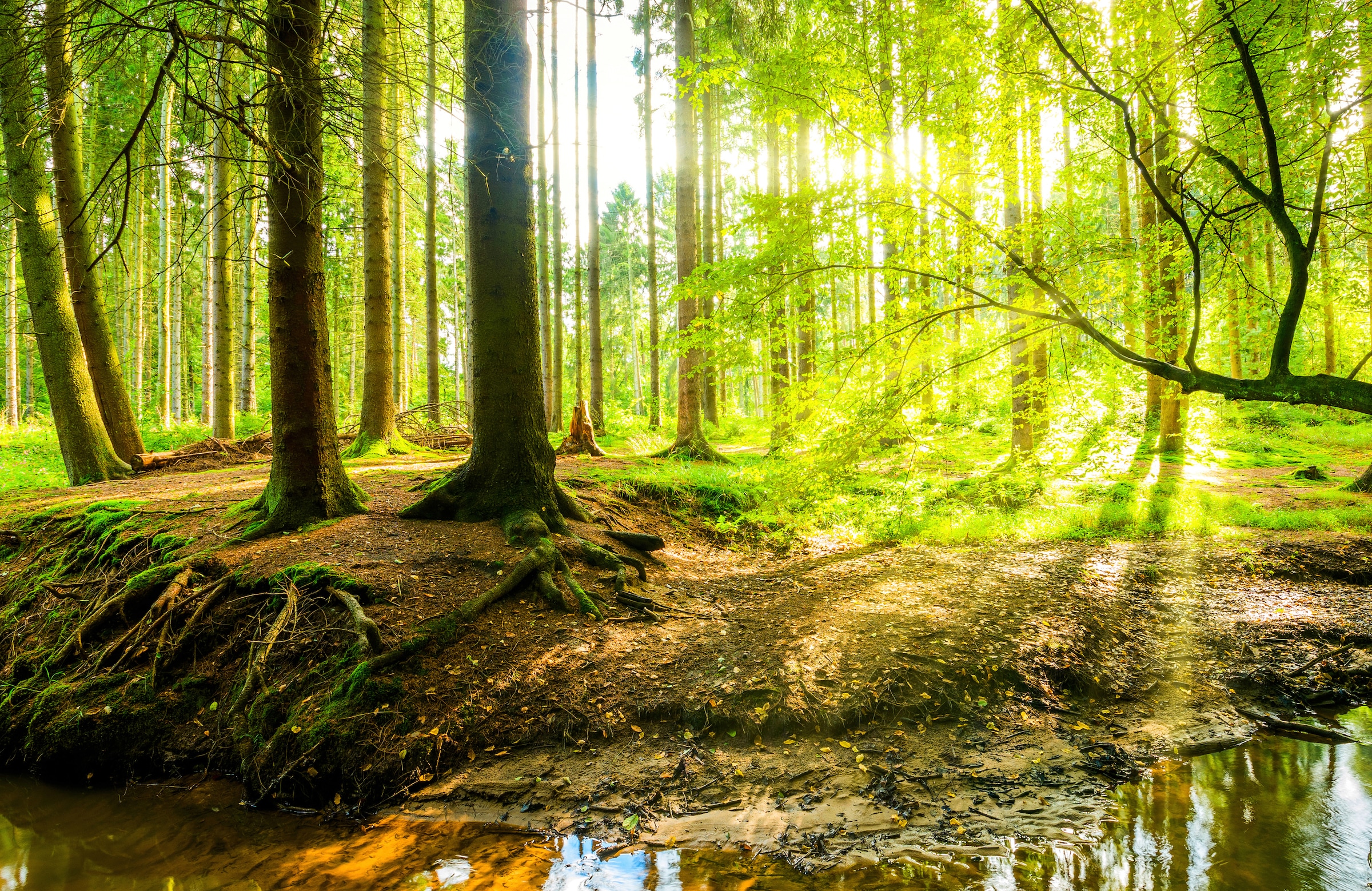 Papermoon Fototapete »WALD IM FRÜHLING SONNENLICHT« günstig online kaufen