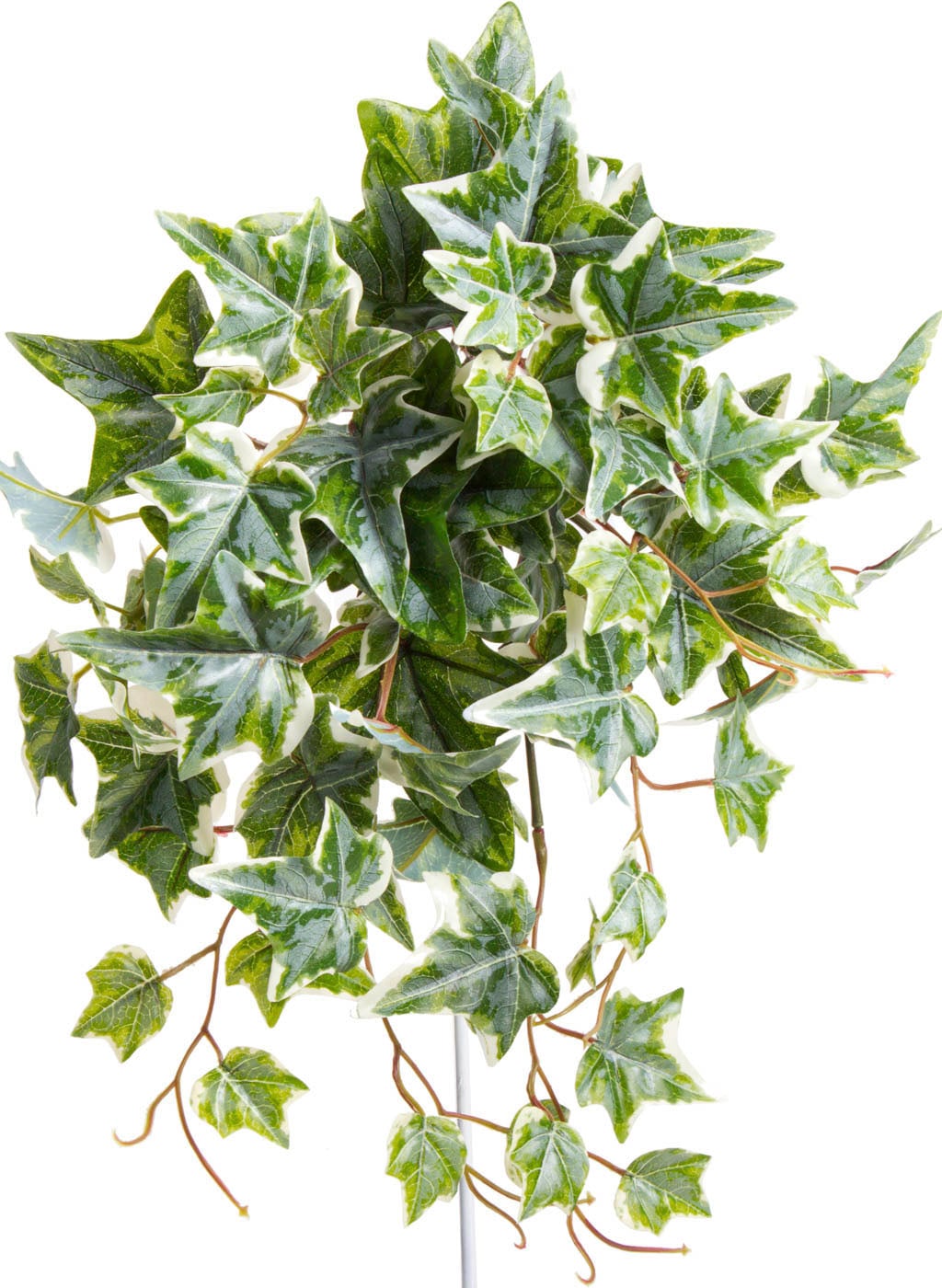 Botanic-Haus Künstliche Zimmerpflanze »Efeu-Hängebusch mit 9 Stielen«, (1  St.) auf Rechnung kaufen