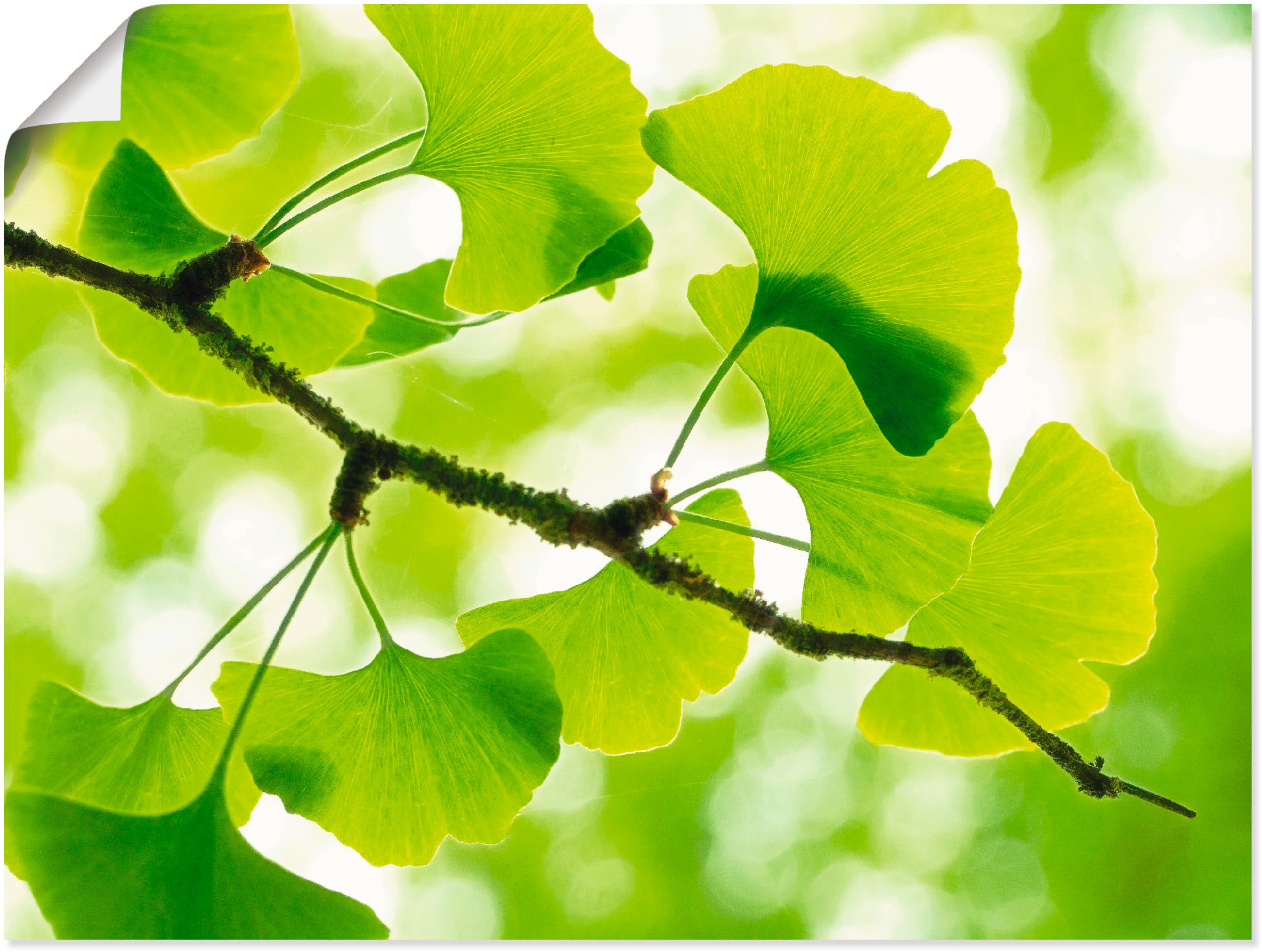 Artland Wandbild »Ginkgo«, Blätter, (1 St.), als Leinwandbild, Poster in ve günstig online kaufen