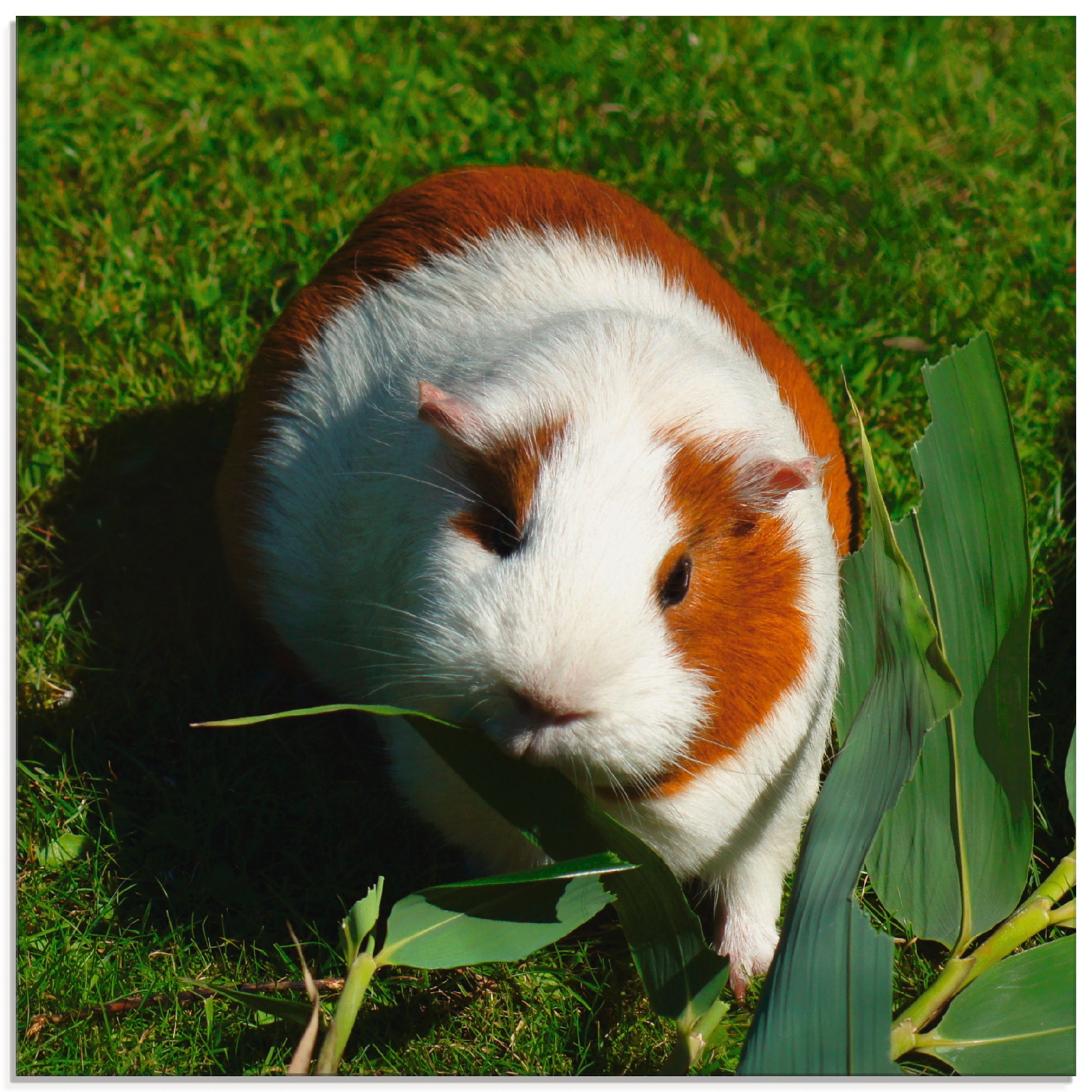 Artland Glasbild "Orange weißes Meerschweinchen", Haustiere, (1 St.), in ve günstig online kaufen