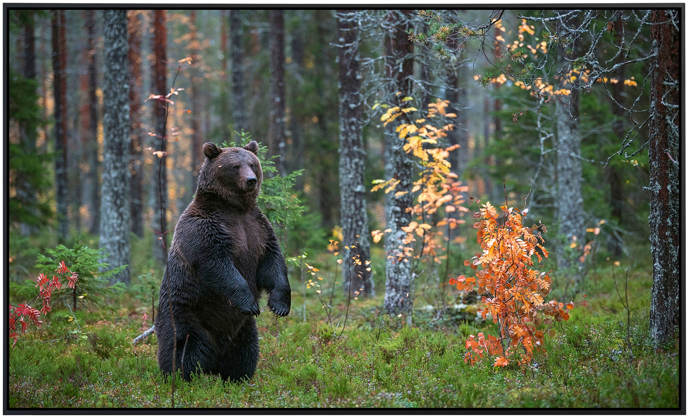 Papermoon Infrarotheizung »Braunbär im Herbstwald«, sehr angenehme Strahlun günstig online kaufen