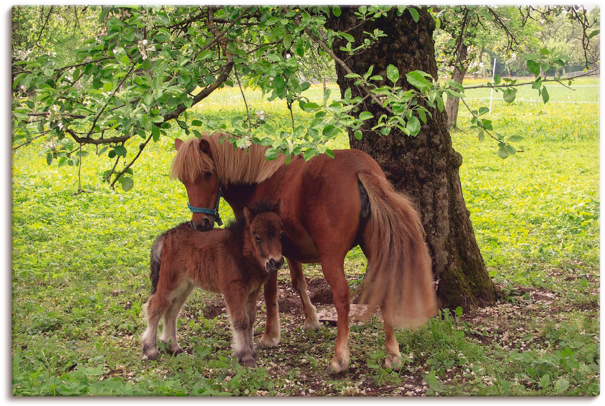 Artland Wandbild "Pony - Mutterglück", Haustiere, (1 St.), als Alubild, Out günstig online kaufen