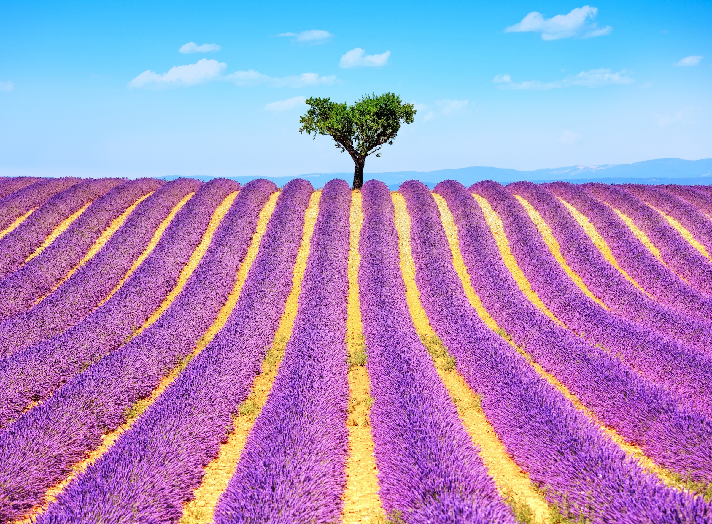 Papermoon Fototapete »Lavender in Provence« günstig online kaufen