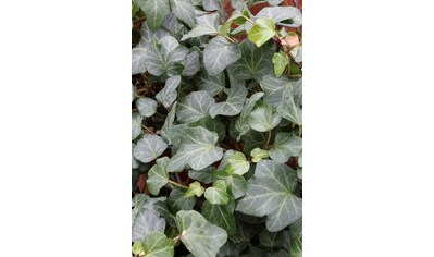 BCM Kletterpflanze »Efeu 'Plattensee'«, (1 St.), Höhe: 40-60 cm, 1 Pflanze kaufen