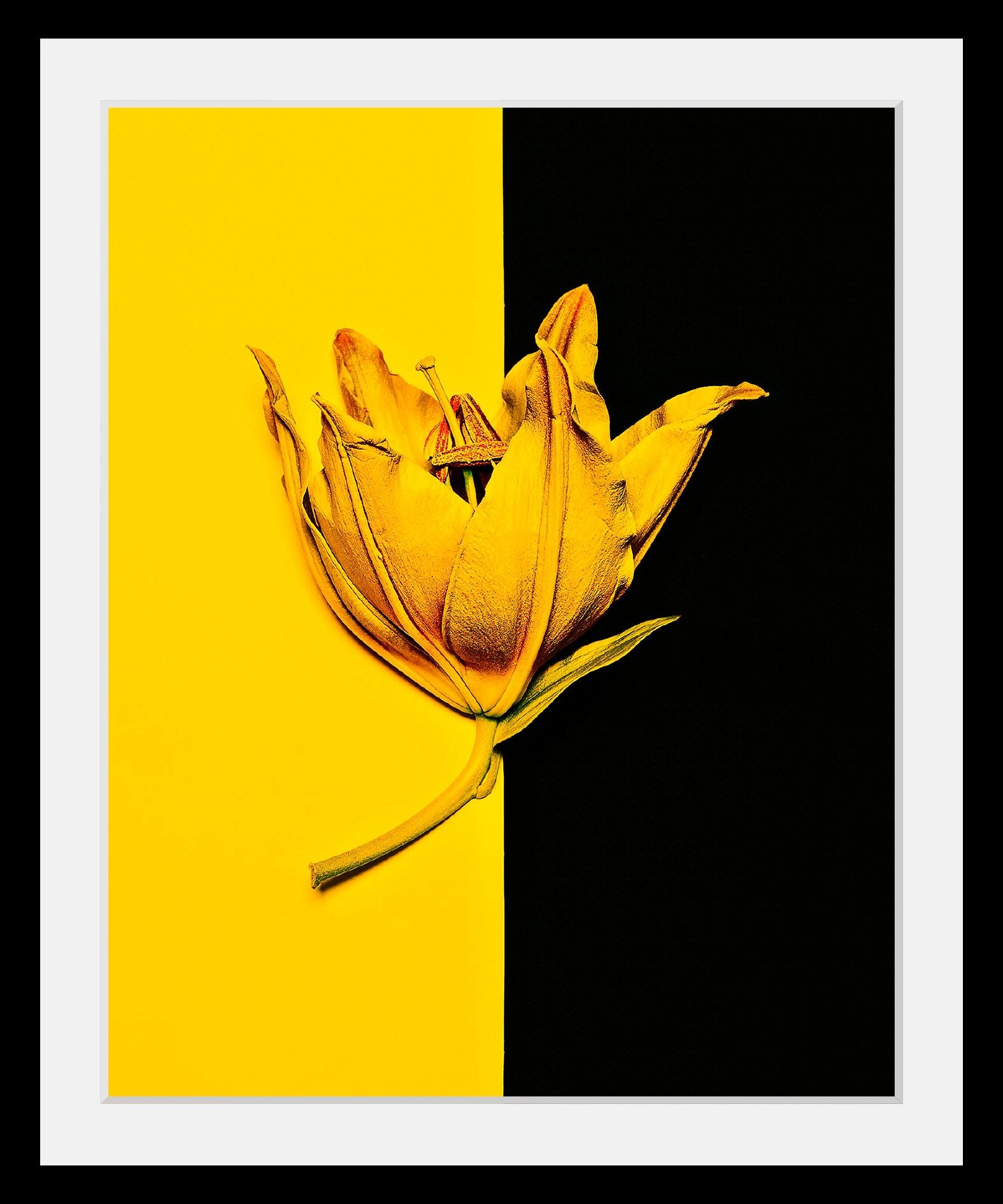 queence Bild »Blüte«, Blumen-Blumenbilder-Pflanzen-Kunst, HD Premium Poster günstig online kaufen