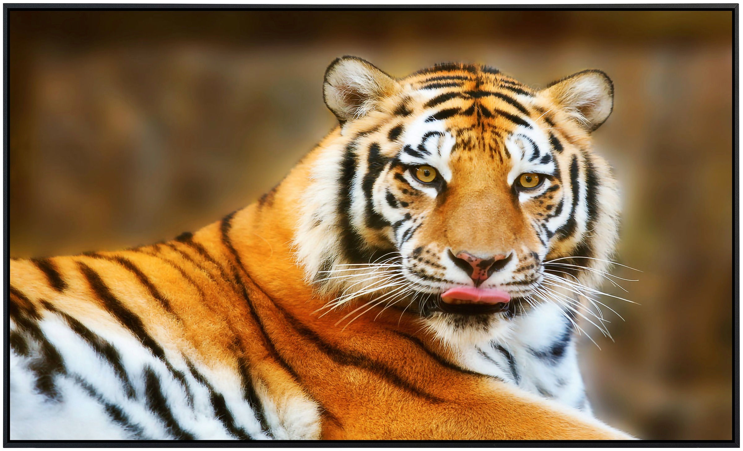 Papermoon Infrarotheizung »Ruhender Tiger«, sehr angenehme Strahlungswärme günstig online kaufen