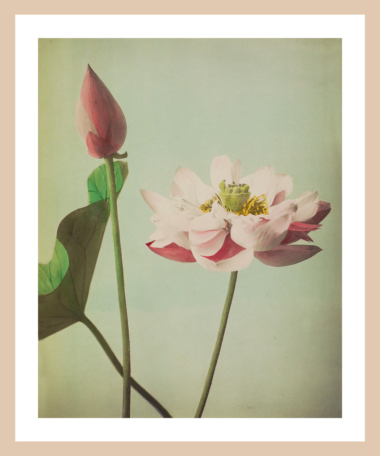 queence Bild mit Rahmen »Gudrun« Blumenbilder | Kunst Premium Rahmenbild